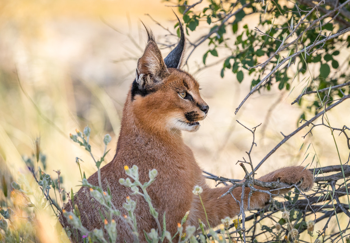 Canon EOS-1D X Mark II sample photo. Caracal photography