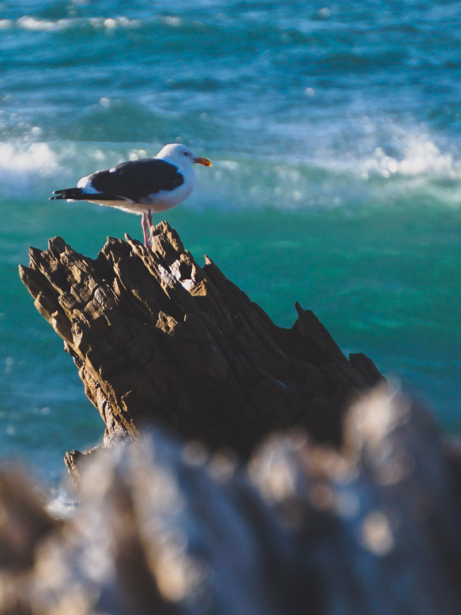 Sony a6300 + Sony E 55-210mm F4.5-6.3 OSS sample photo. Perched photography