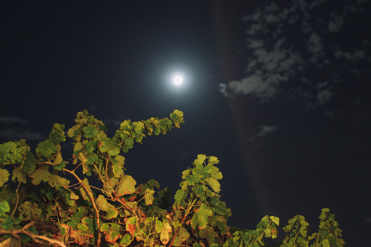 Olympus PEN E-PL5 sample photo. 10. vine at night photography