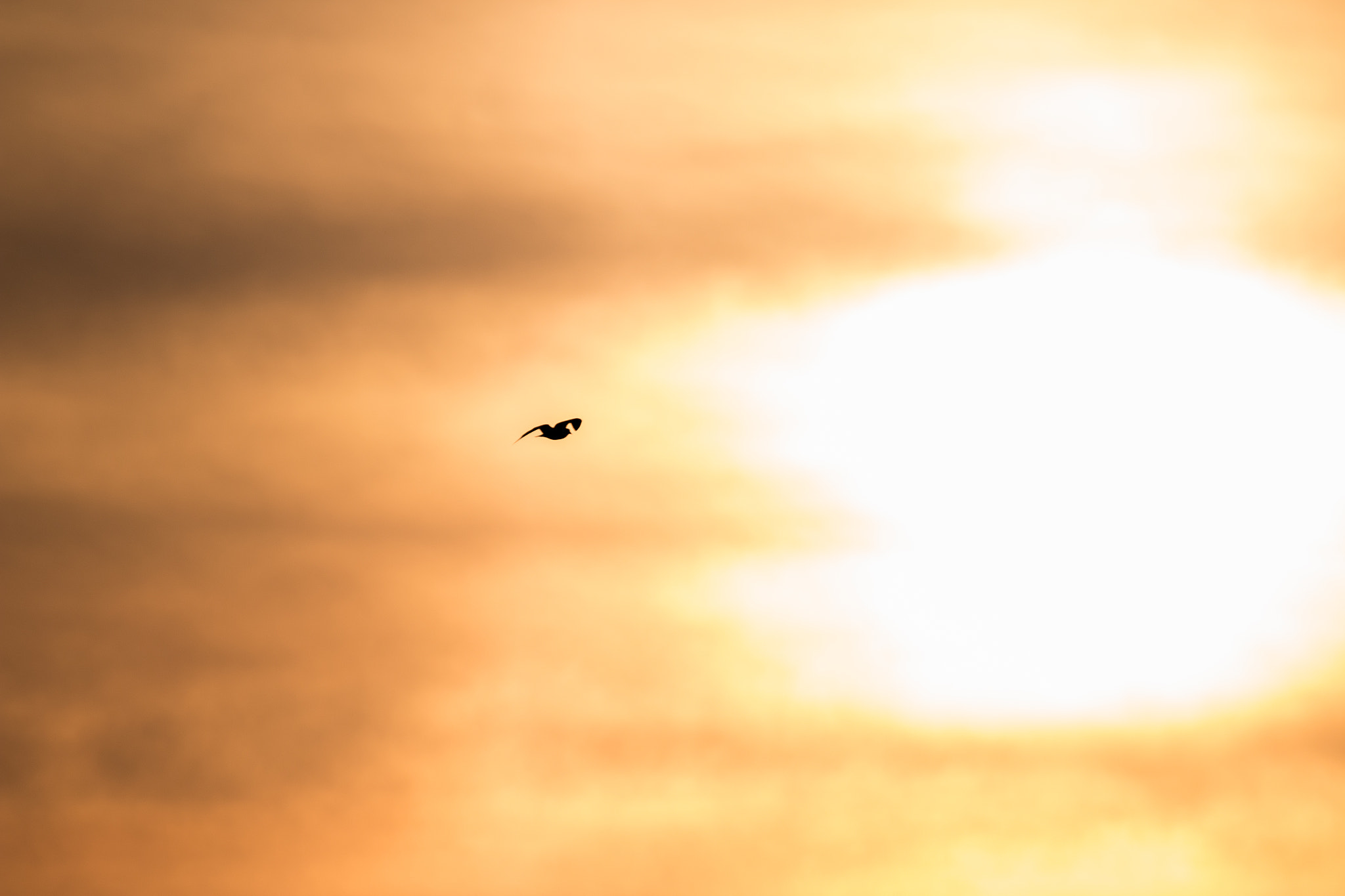 150-600mm F5-6.3 DG OS HSM | Contemporary 015 sample photo. Into the sun photography