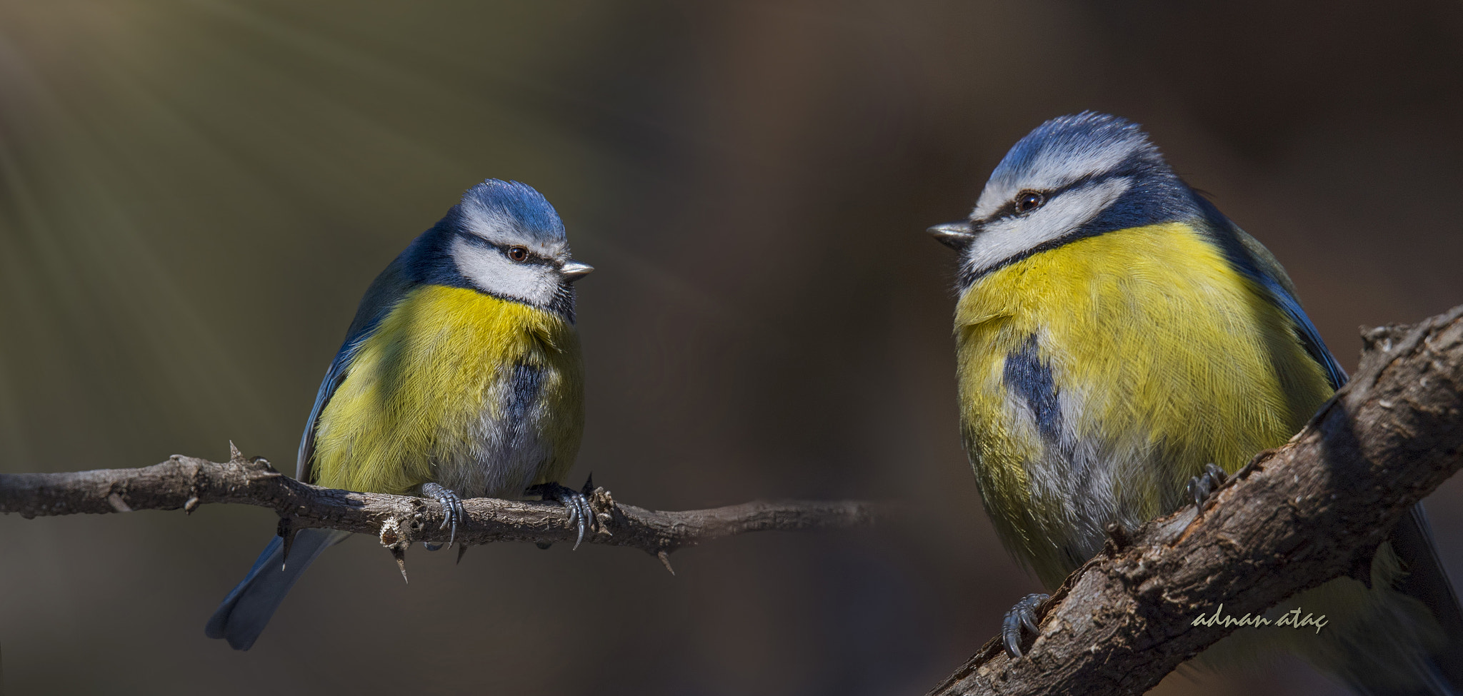 Sigma 150-600mm F5-6.3 DG OS HSM | S sample photo. Mavi baştankara - eurasian blue tit - cyanistes caeruleus photography