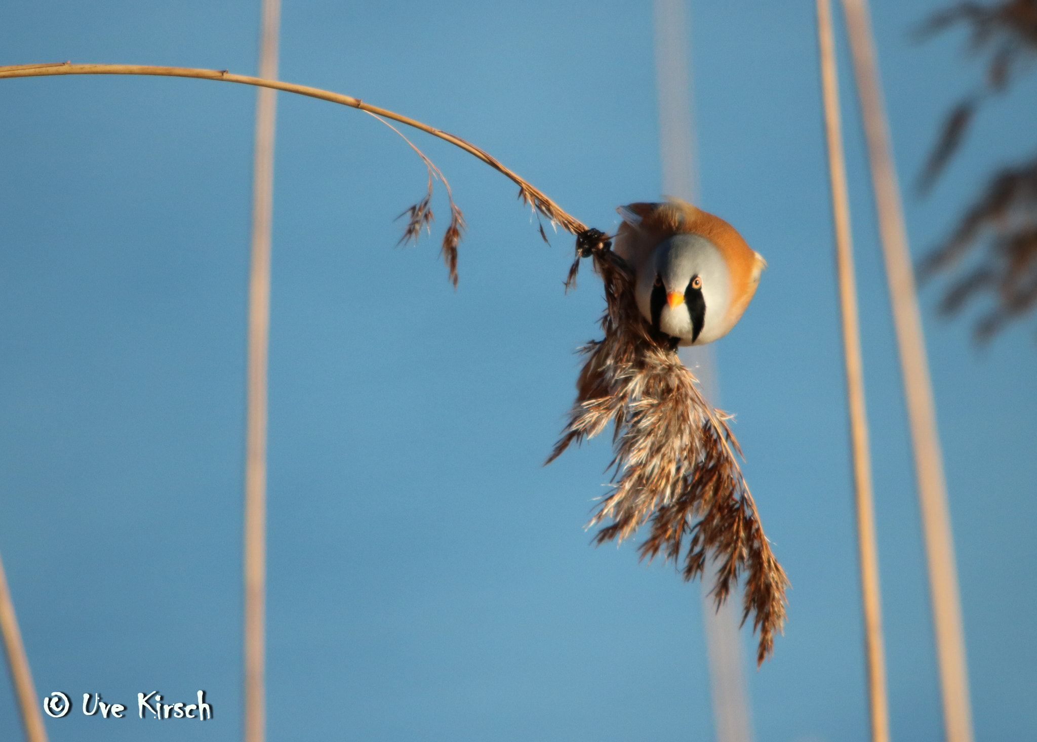 Canon EOS 760D (EOS Rebel T6s / EOS 8000D) + Sigma 150-500mm F5-6.3 DG OS HSM sample photo. I'm looking at you photography