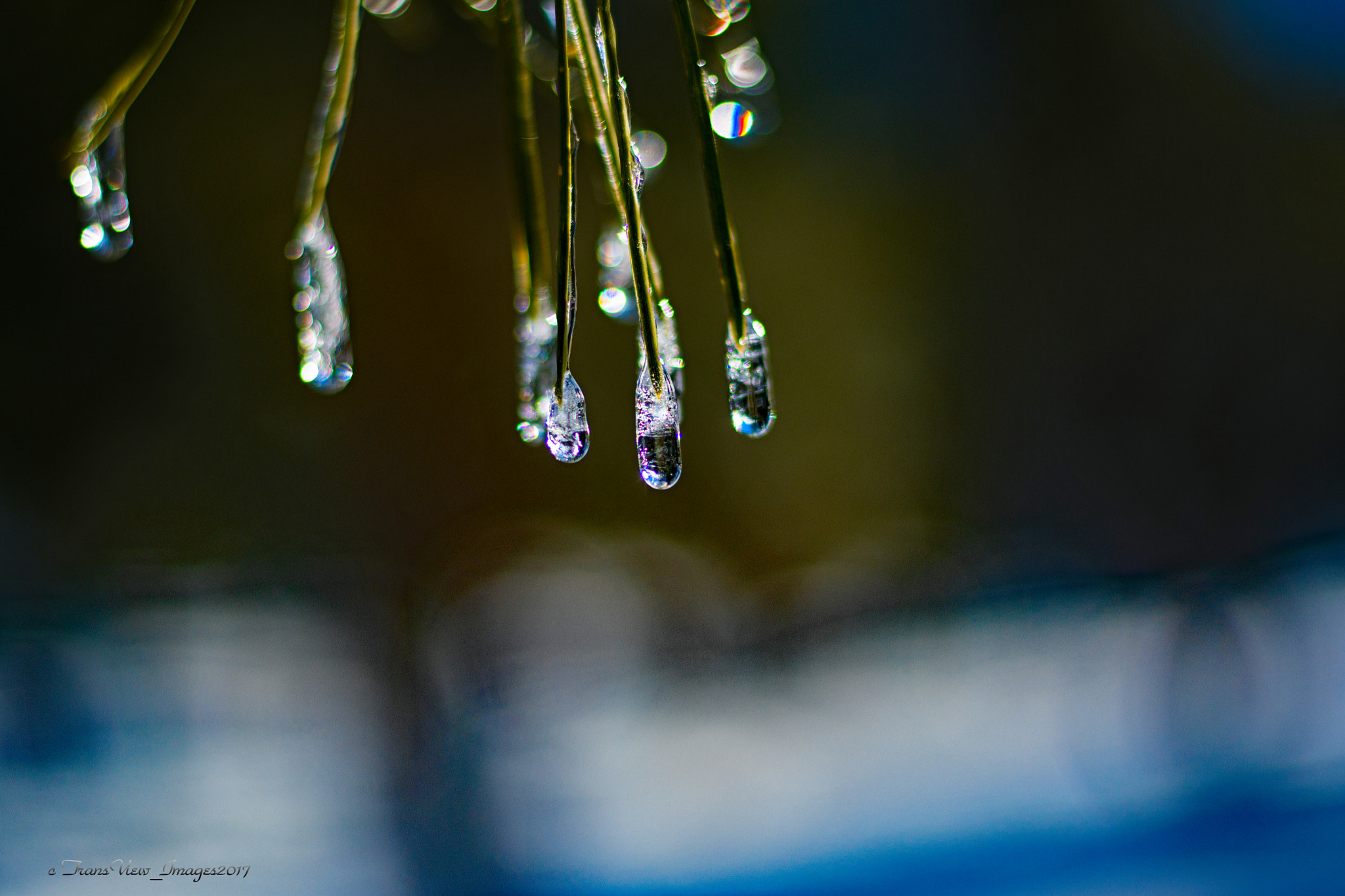 Nikon D500 + Nikon AF-S Nikkor 50mm F1.8G sample photo. Beauty everywhere... photography