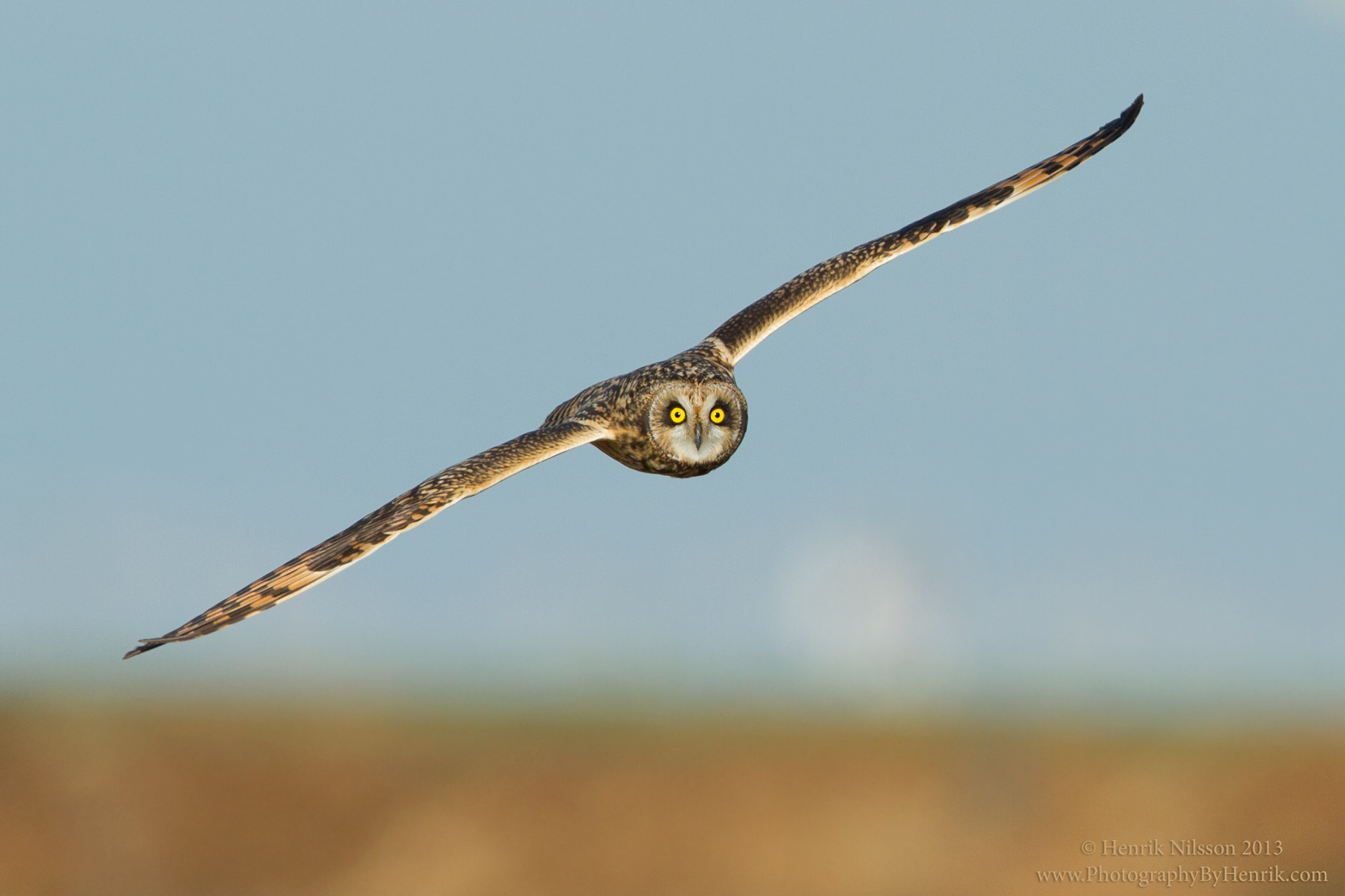 Canon EF 600mm F4L IS II USM sample photo. The eyes photography