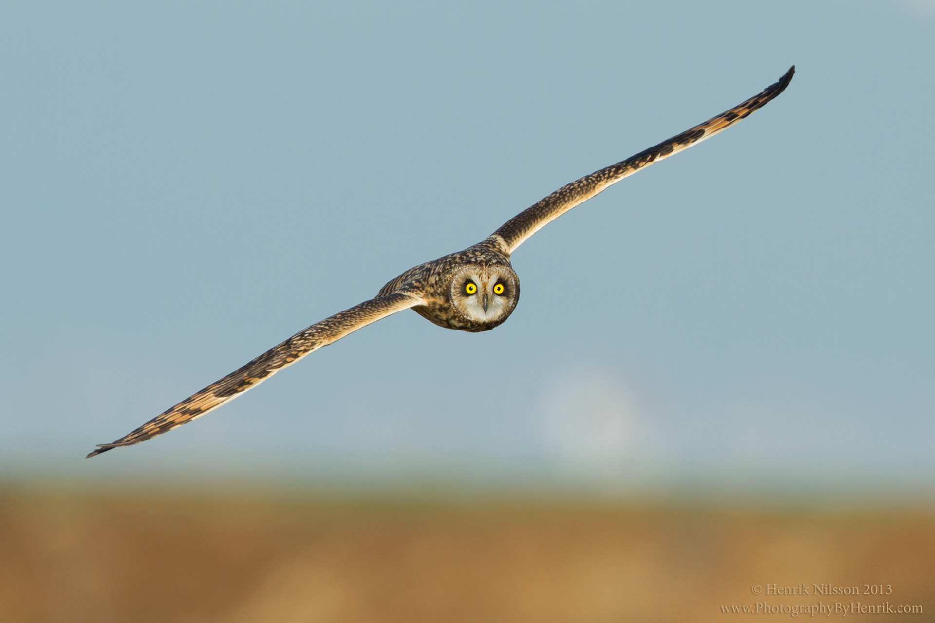 Canon EOS 7D + Canon EF 600mm F4L IS II USM sample photo. The eyes photography