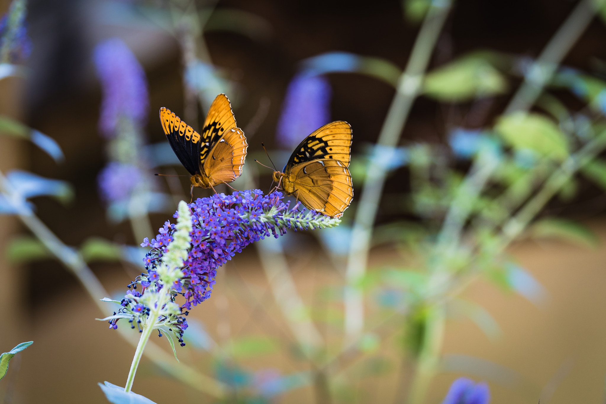Sony a7S + Sony FE 90mm F2.8 Macro G OSS sample photo. Butterflies with a macro photography