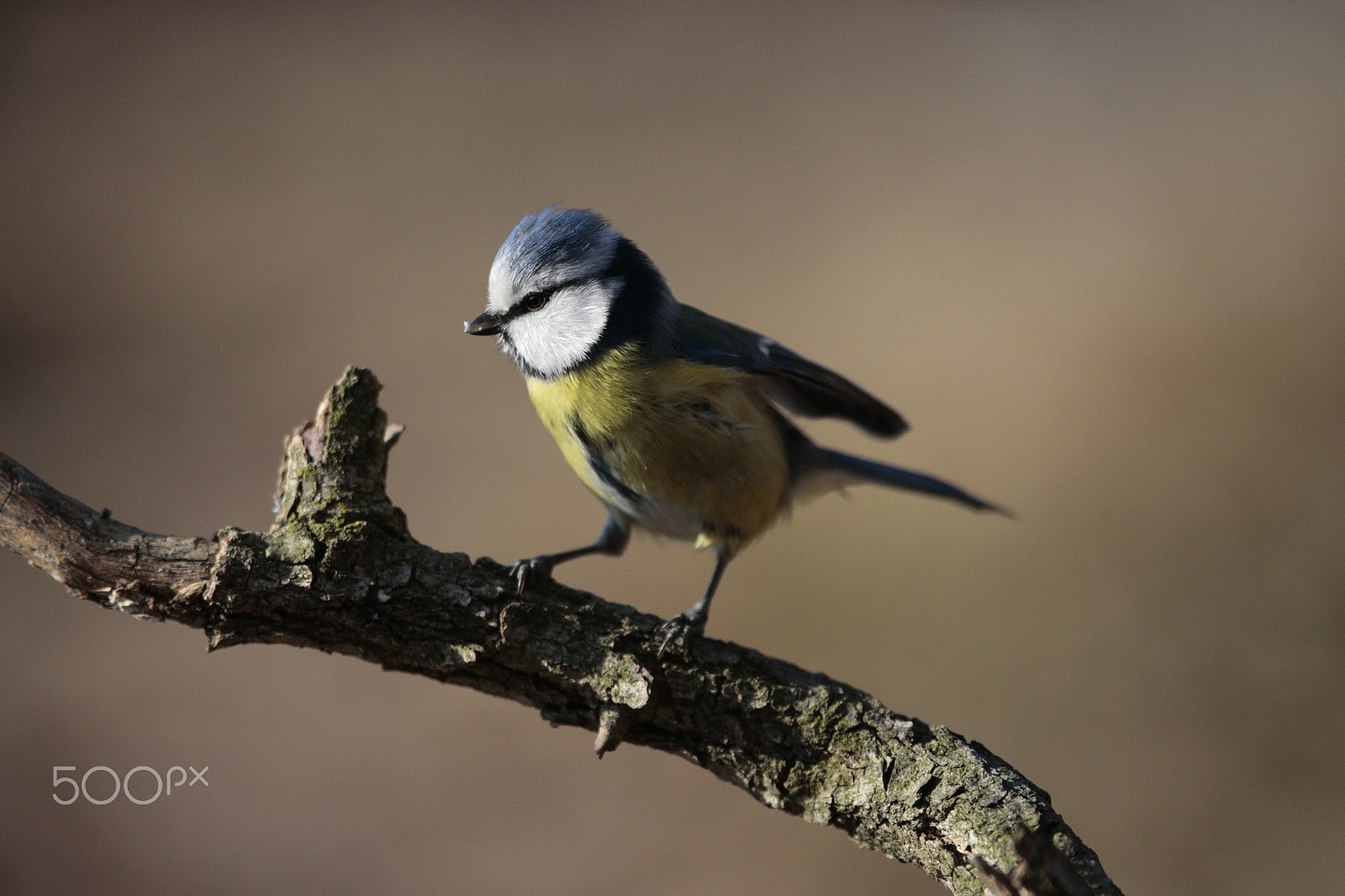 Canon EF 300mm F2.8L IS USM sample photo. Cinciarella photography
