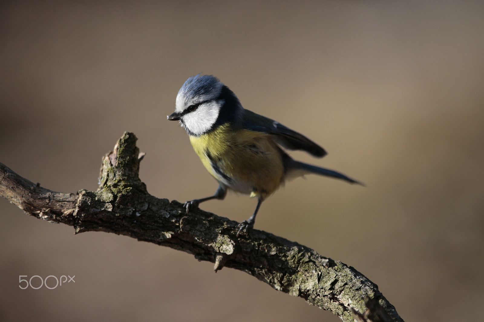 Canon EOS-1D X + Canon EF 300mm F2.8L IS USM sample photo. Cinciarella photography