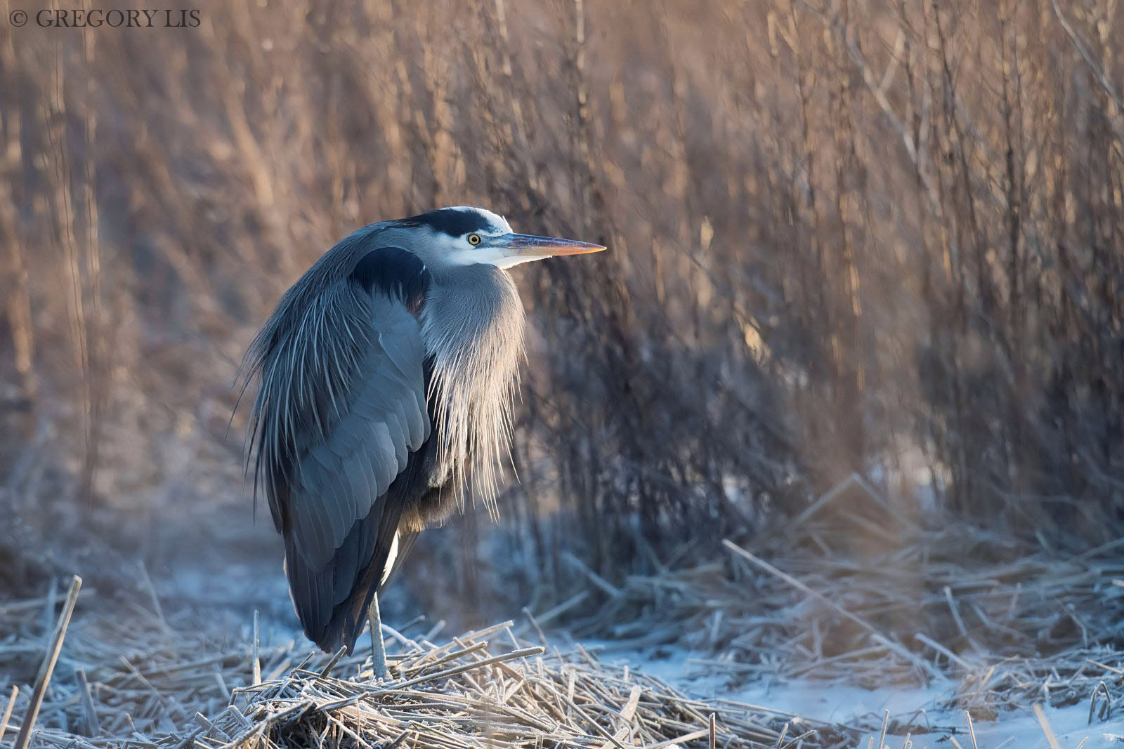 Nikon D810 + Nikon AF-S Nikkor 500mm F4G ED VR sample photo. Great blue heron photography