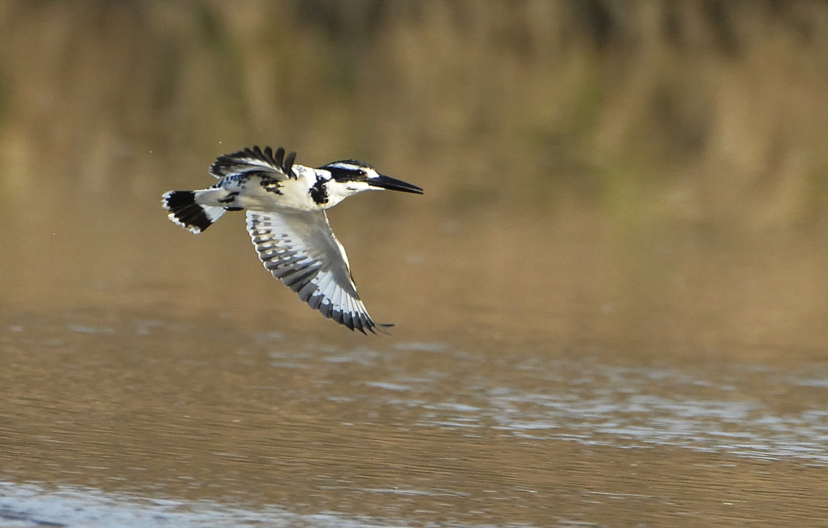 Nikon D4 sample photo. Pied kingfisher photography