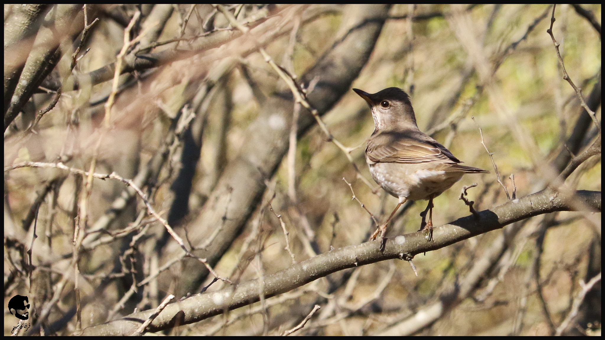Canon EF-S 55-250mm F4-5.6 IS STM sample photo. Turdus atrogularis photography