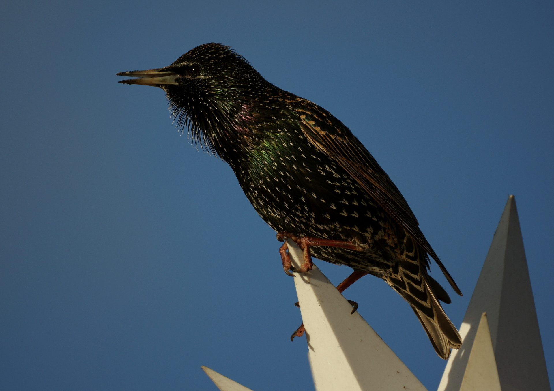 Pentax K-3 II sample photo. Singing photography