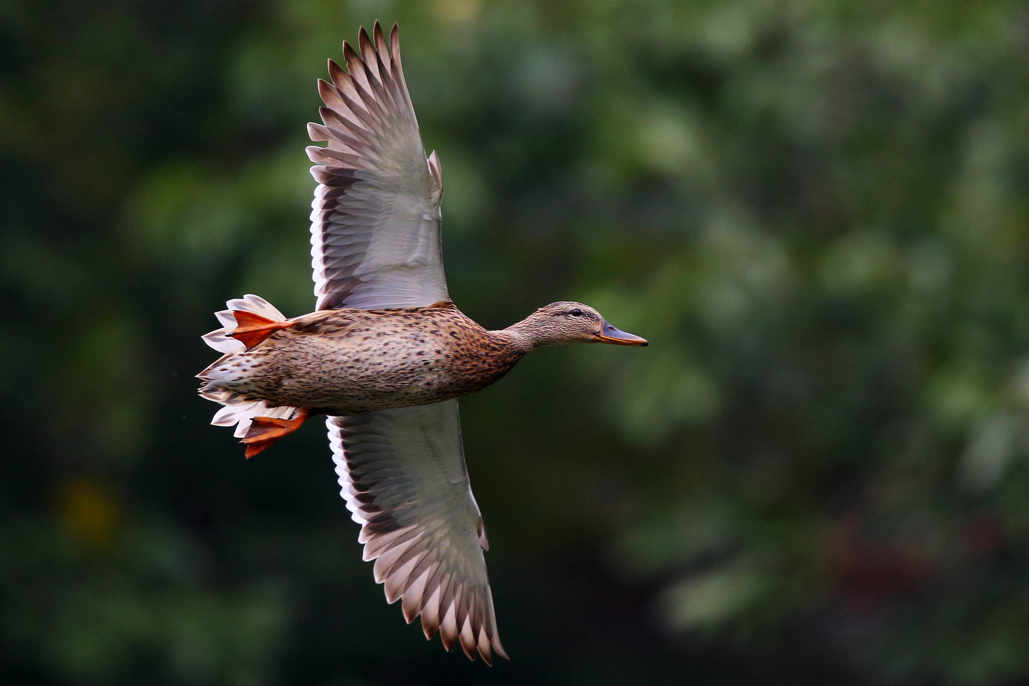 Canon EF 300mm F2.8L IS II USM sample photo. Spread your wings and photography