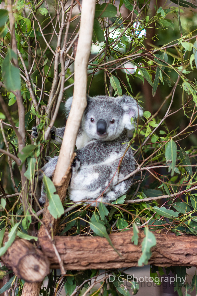 Nikon D5200 + Nikon AF-S Nikkor 50mm F1.4G sample photo. Koala photography