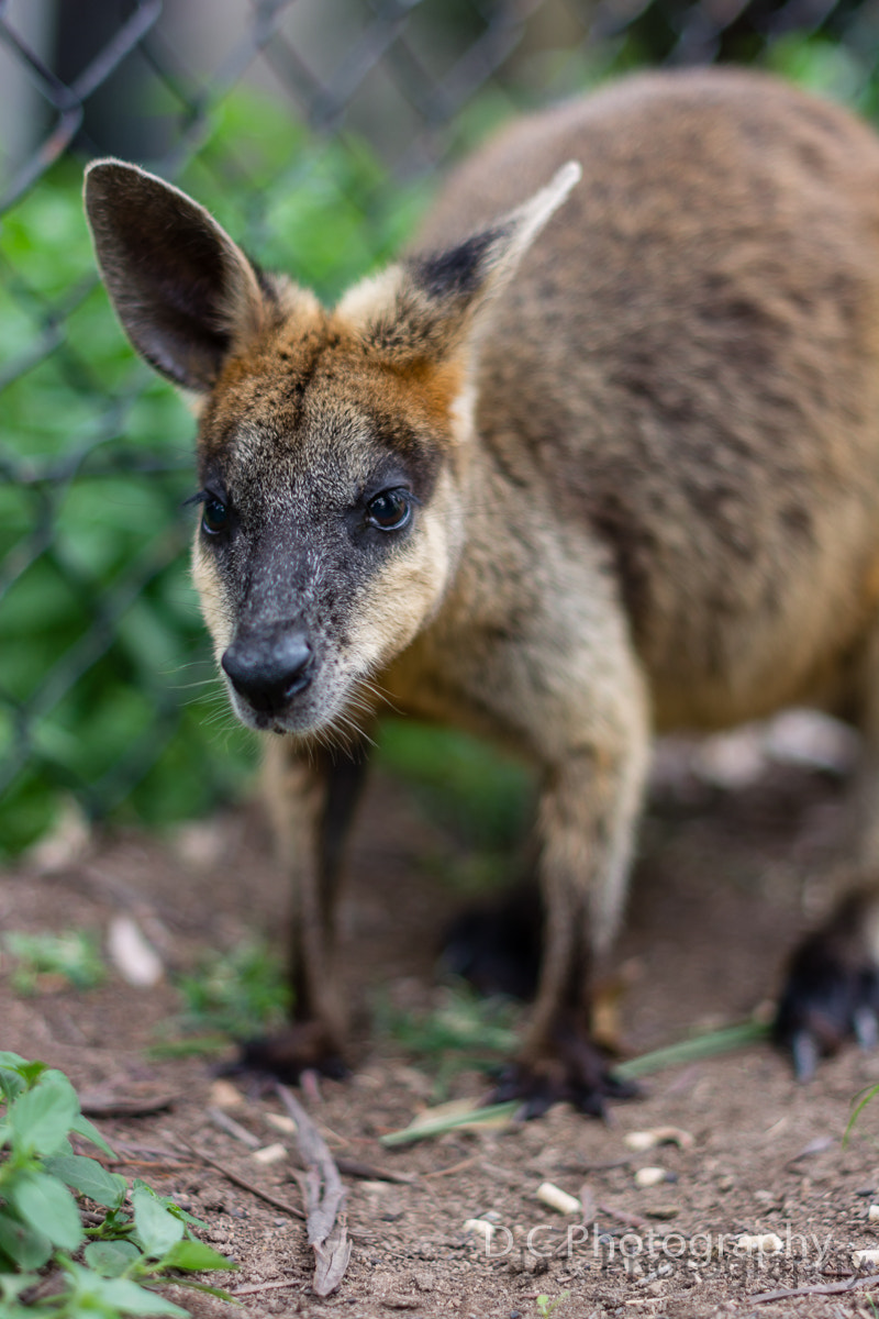 Nikon D5200 + Nikon AF-S Nikkor 50mm F1.4G sample photo. Wallaby 1# photography