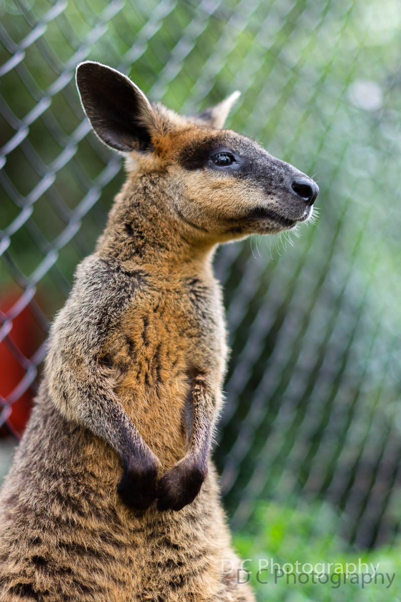 Nikon D5200 + Nikon AF-S Nikkor 50mm F1.4G sample photo. Wallaby 2# photography