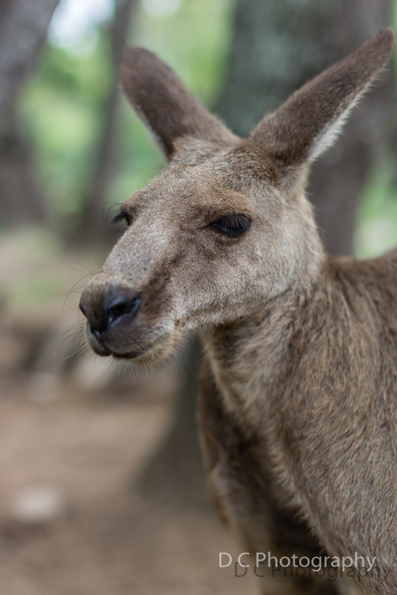 Nikon D5200 + Nikon AF-S Nikkor 50mm F1.4G sample photo. Kangaroo photography