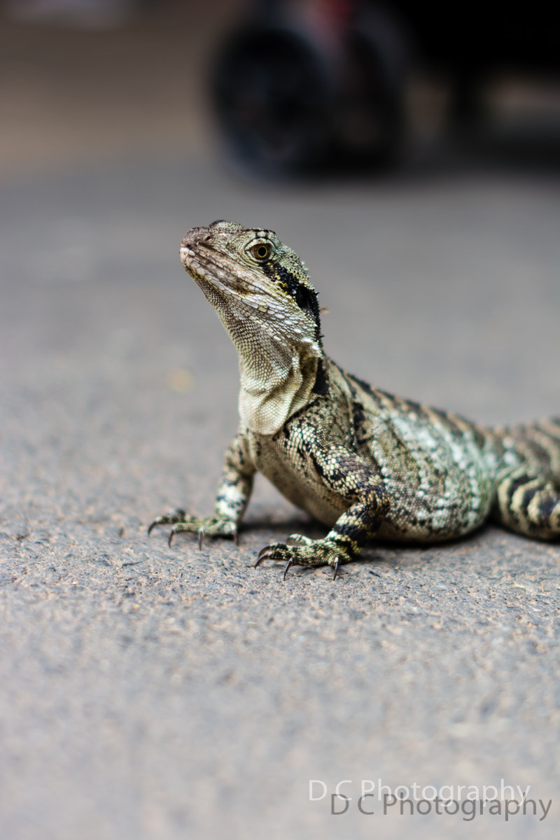 Nikon D5200 + Nikon AF-S Nikkor 50mm F1.4G sample photo. Dsc photography
