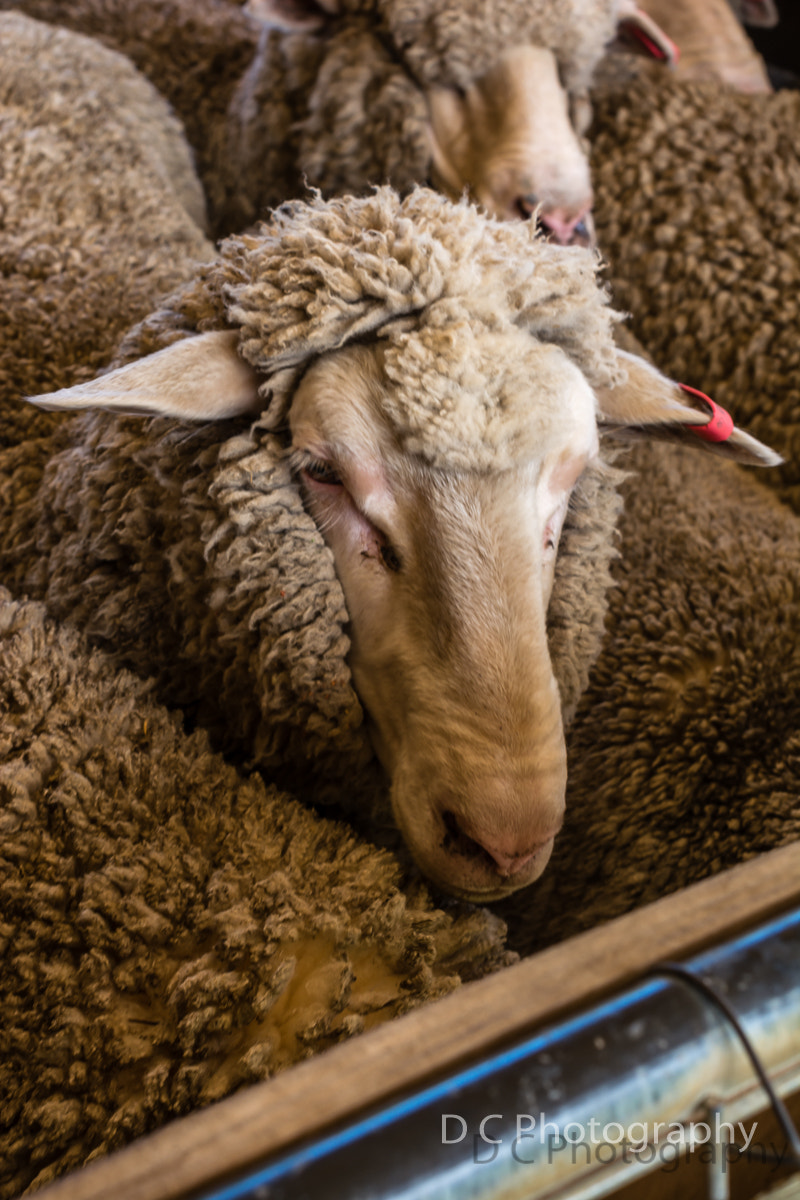 Nikon D5200 + Nikon AF-S Nikkor 50mm F1.4G sample photo. Sheep photography