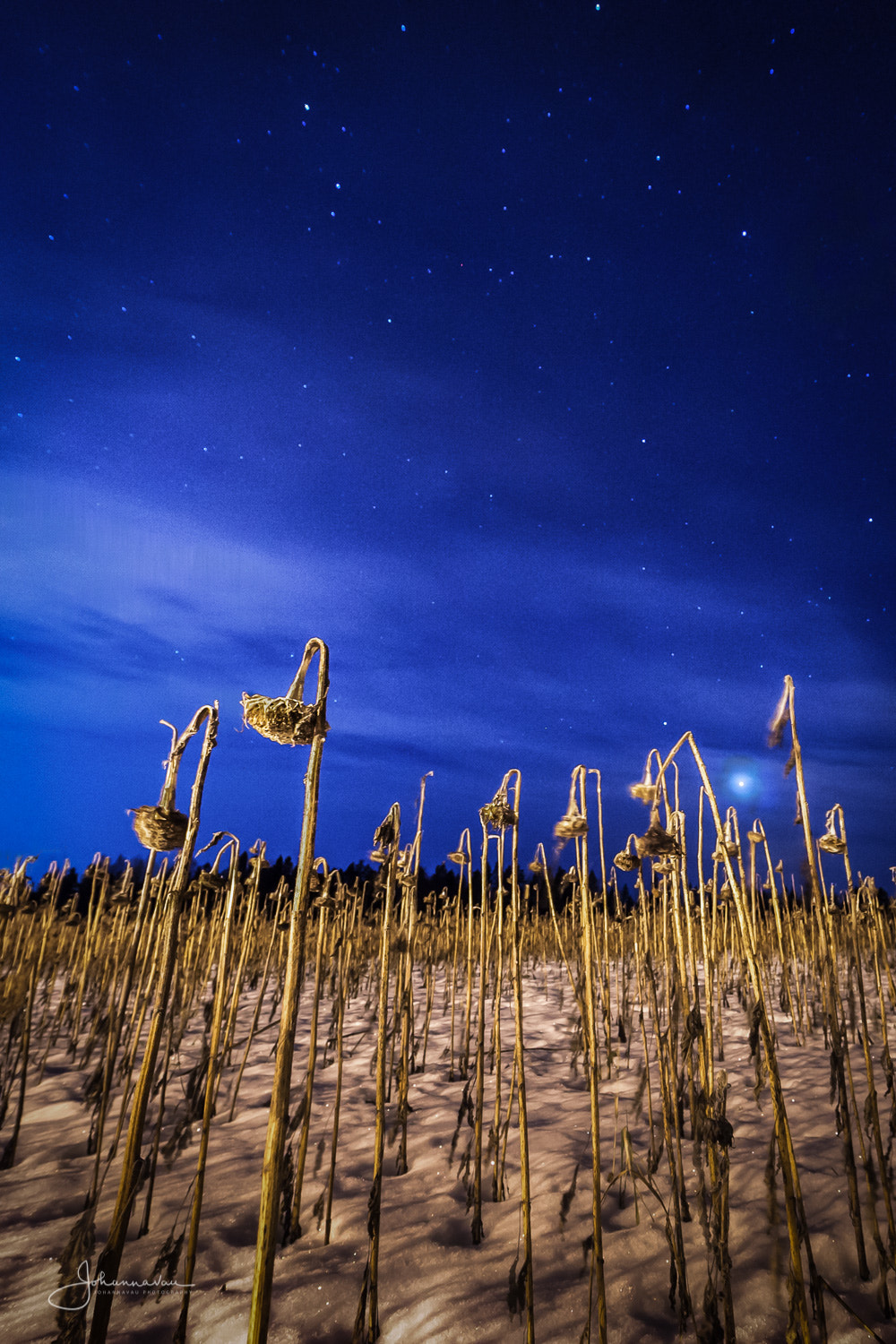 Nikon D4S sample photo. Sunflowers without a sun photography