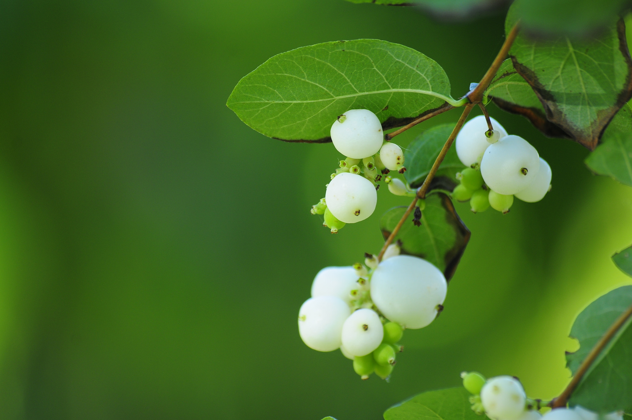 Sigma 70-300mm F4-5.6 APO DG Macro sample photo