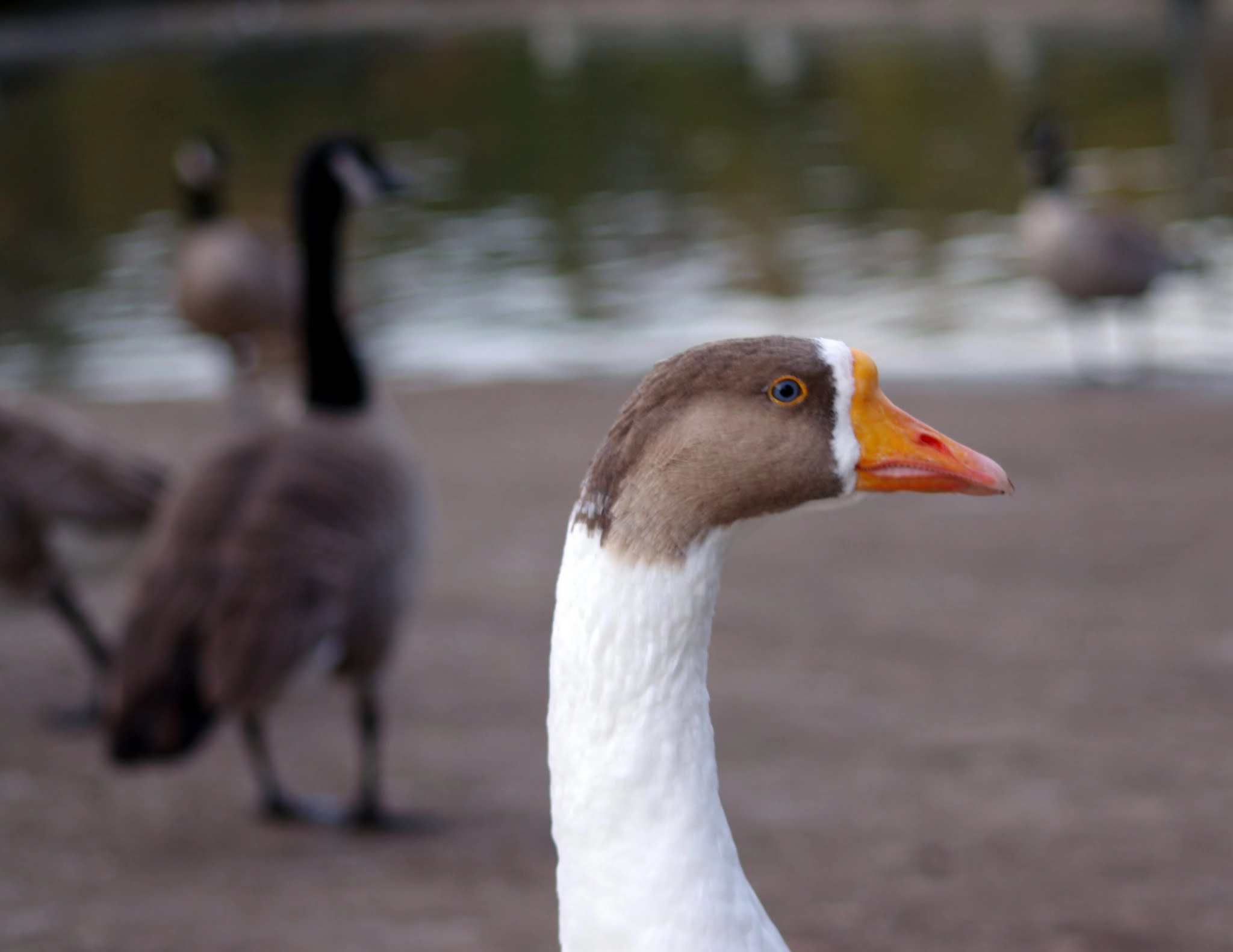 Pentax K-r + Sigma 70-300mm F4-5.6 Macro sample photo. Goose photography