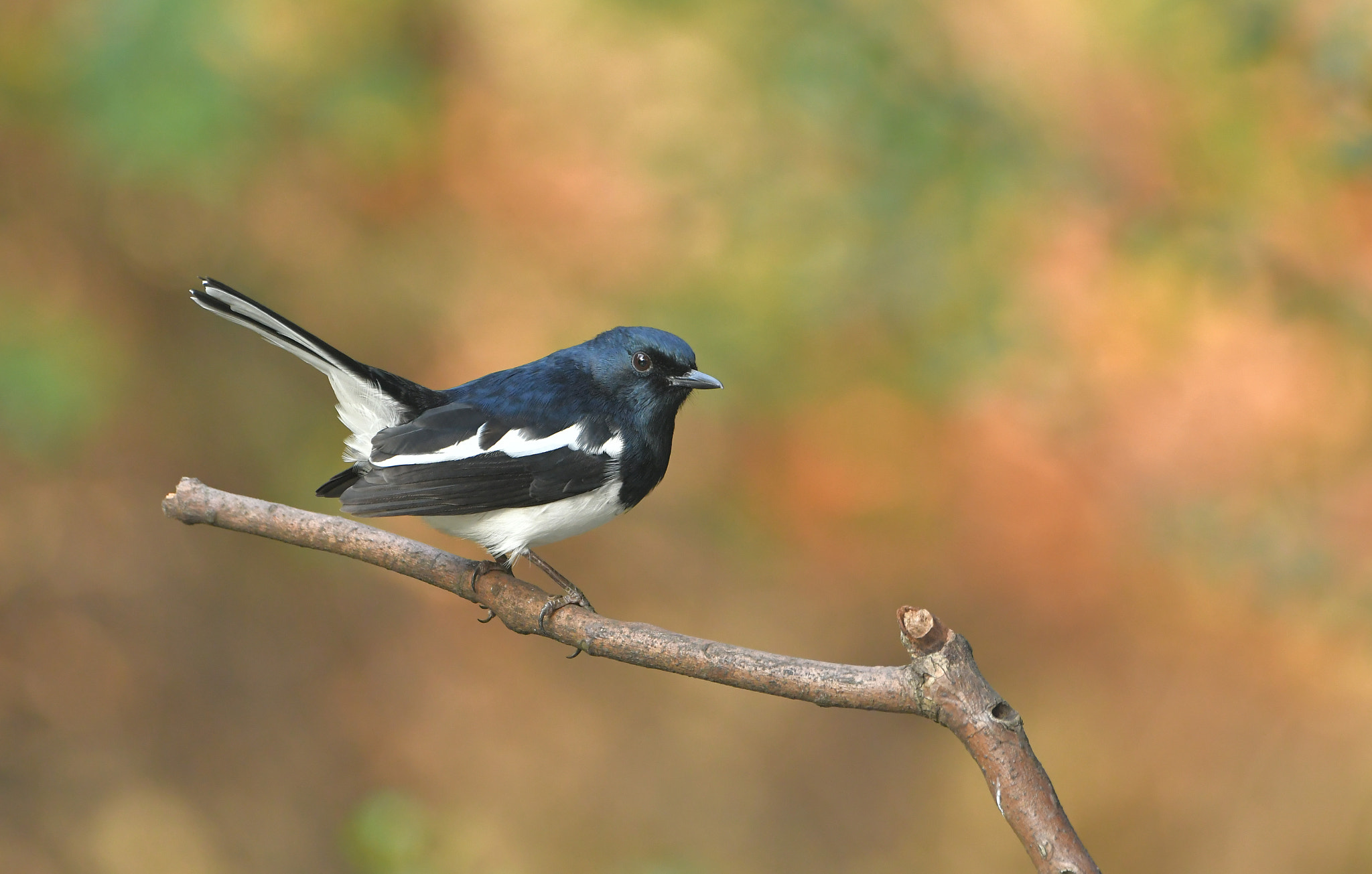 Nikon D500 sample photo. Copsychus saularis photography