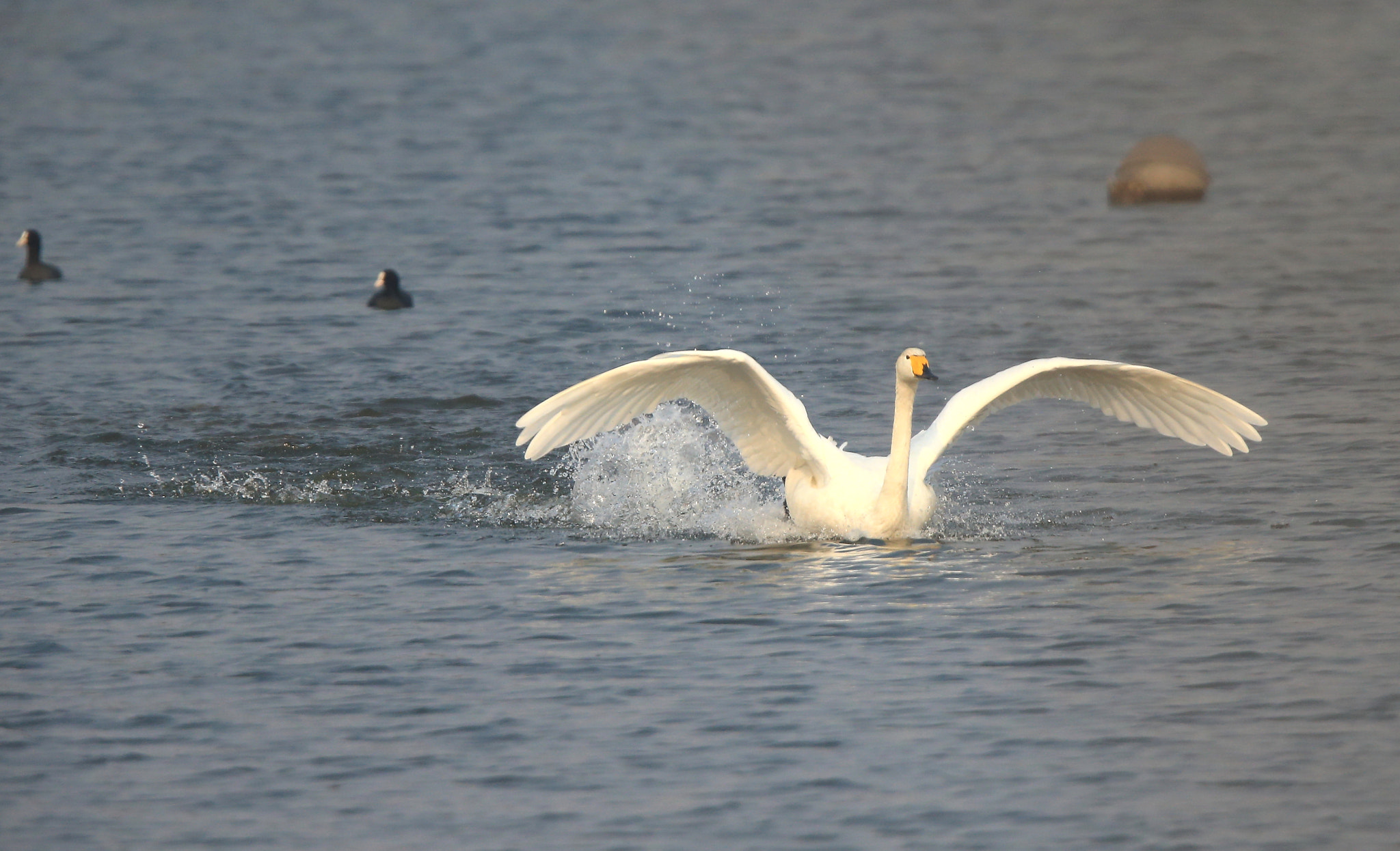 Canon EF 600mm F4L IS II USM sample photo. 751 photography