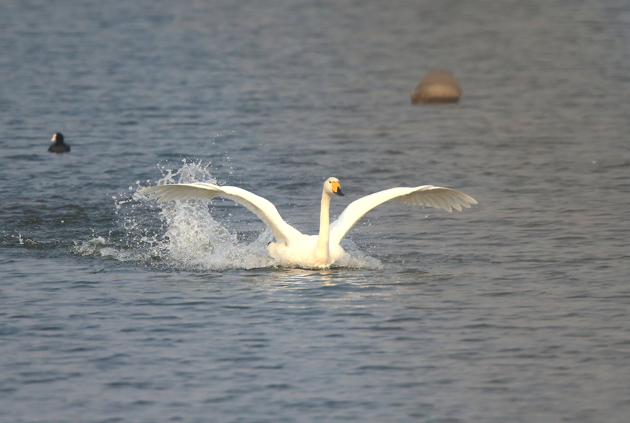 Canon EOS-1D X + Canon EF 600mm F4L IS II USM sample photo. 752 photography