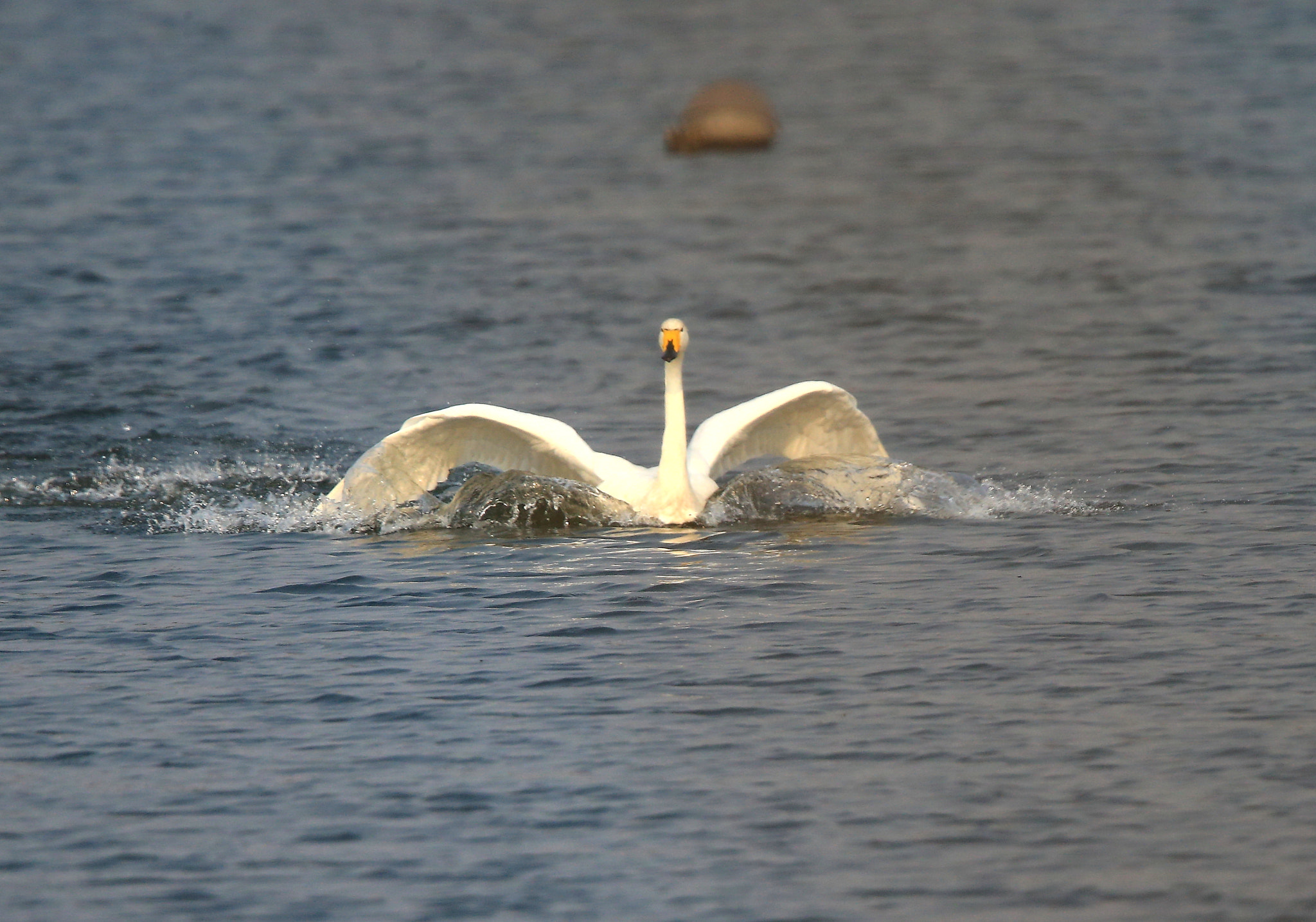 Canon EF 600mm F4L IS II USM sample photo. 757 photography