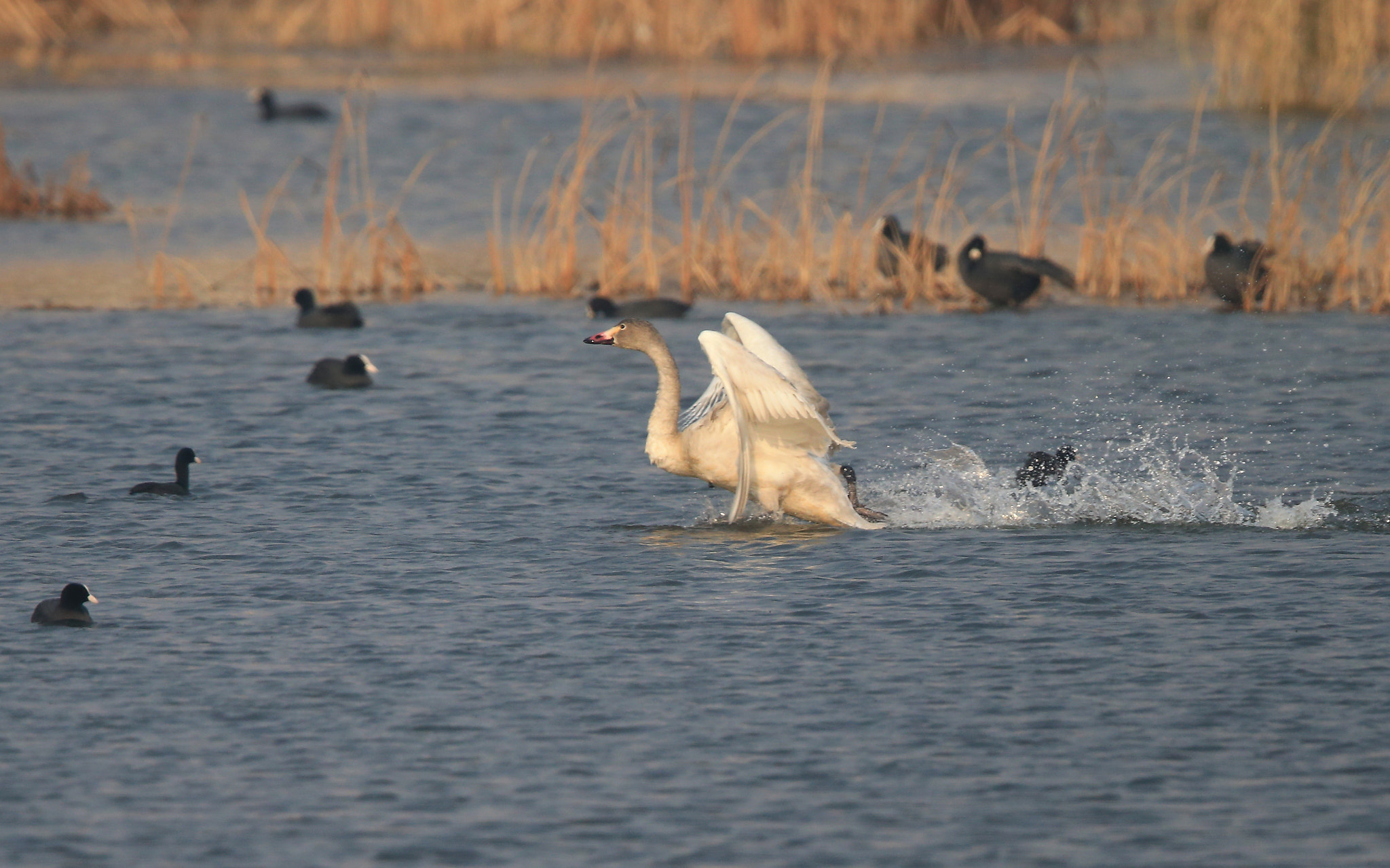 Canon EF 600mm F4L IS II USM sample photo. 798 photography