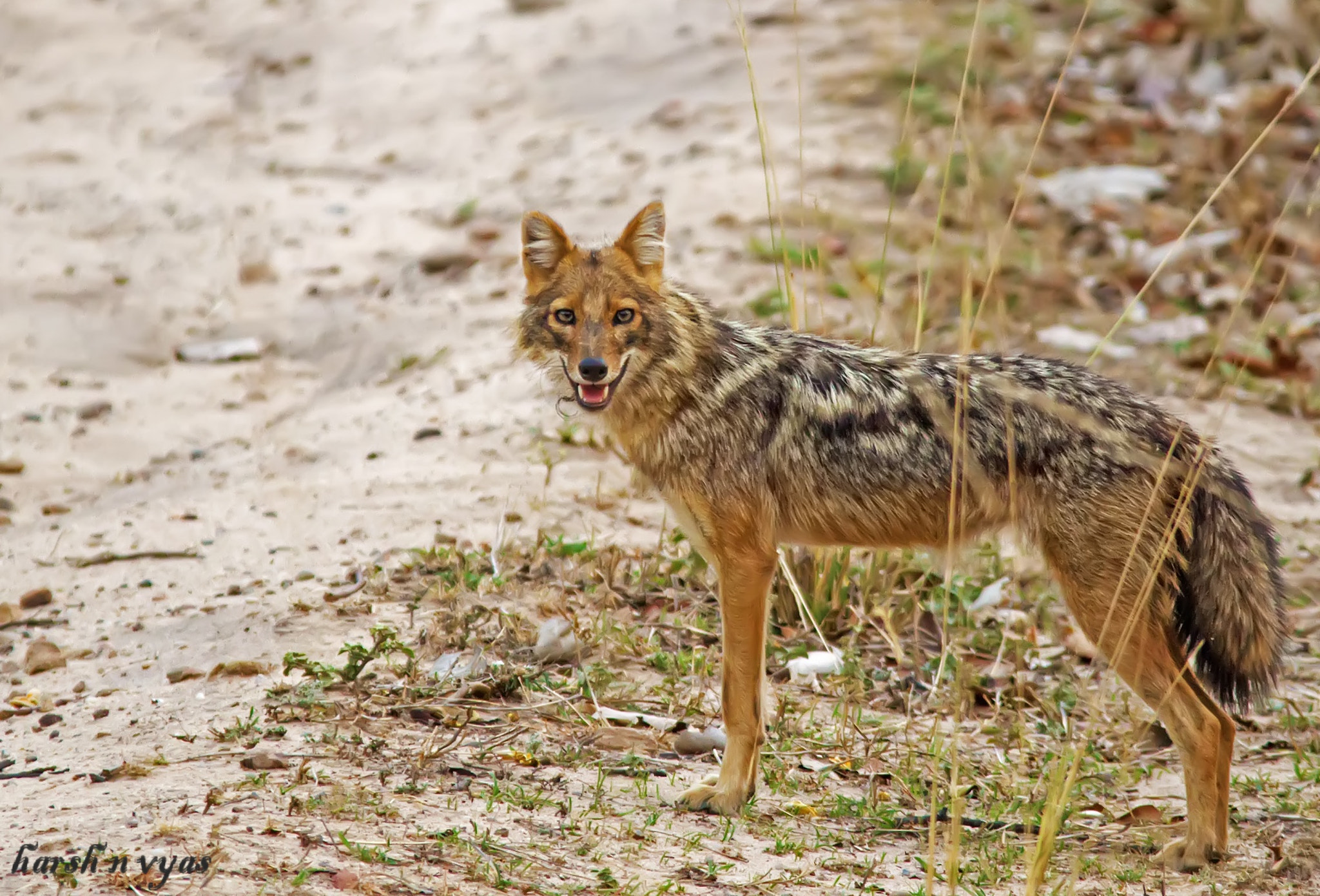 Sigma 150-500mm F5-6.3 DG OS HSM sample photo. Jackal photography