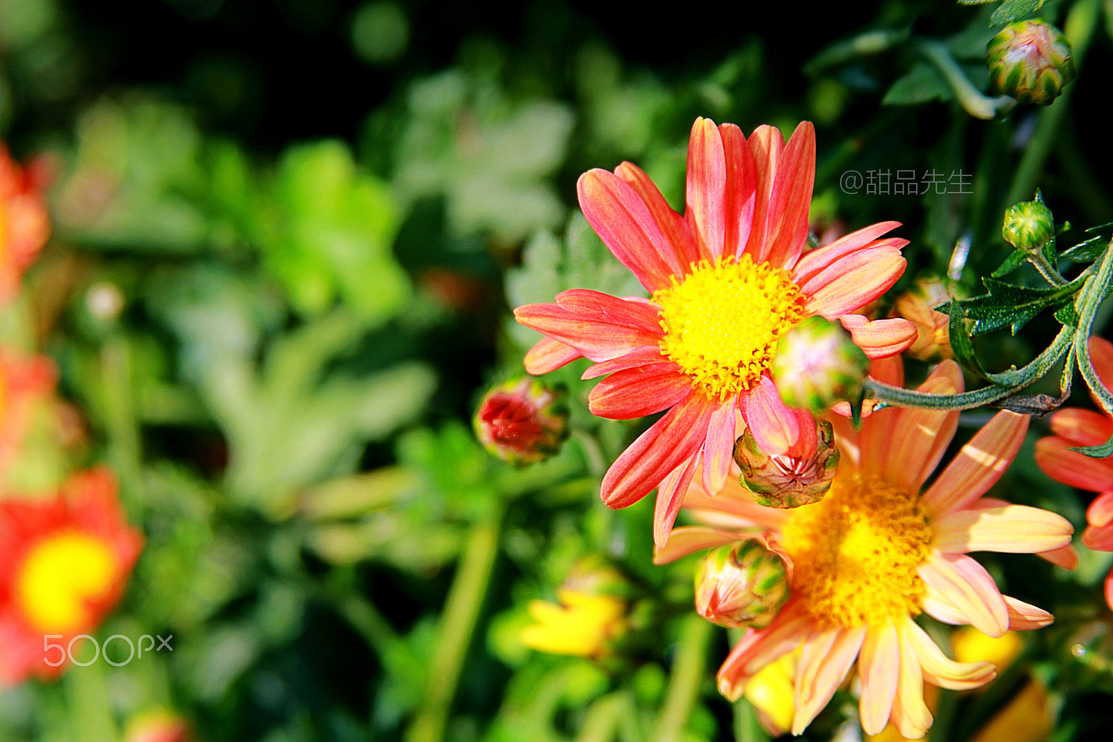Canon EF 28-135mm F3.5-5.6 IS USM sample photo. 286312218332831864.jpg photography