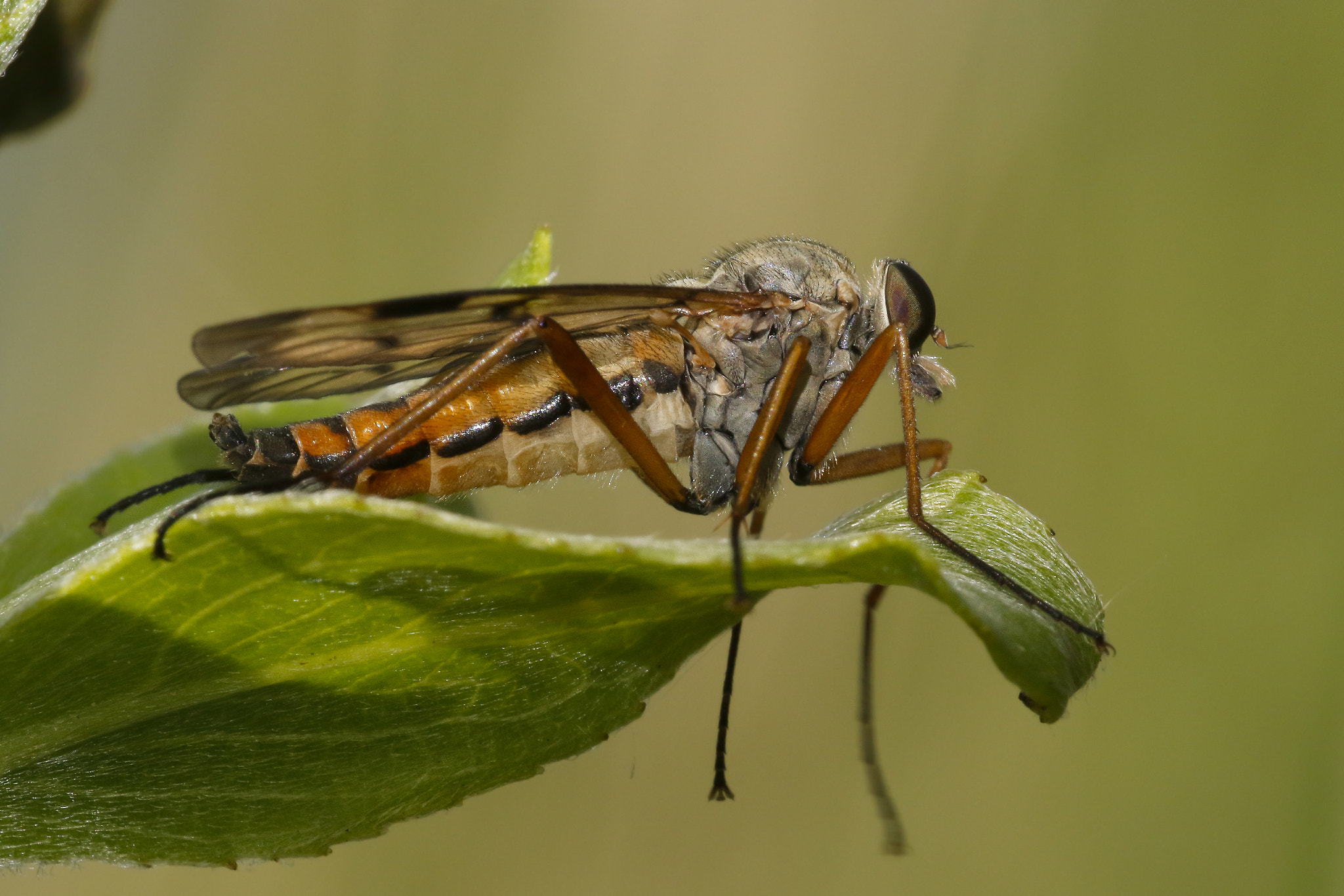 Sigma 150mm f/2.8 EX DG OS HSM APO Macro sample photo. Robber fly photography