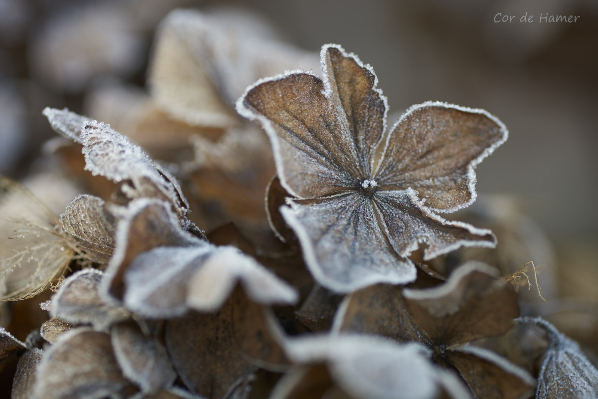 Sony a99 II + Tamron SP AF 90mm F2.8 Di Macro sample photo. Frosty overblown hortensia photography