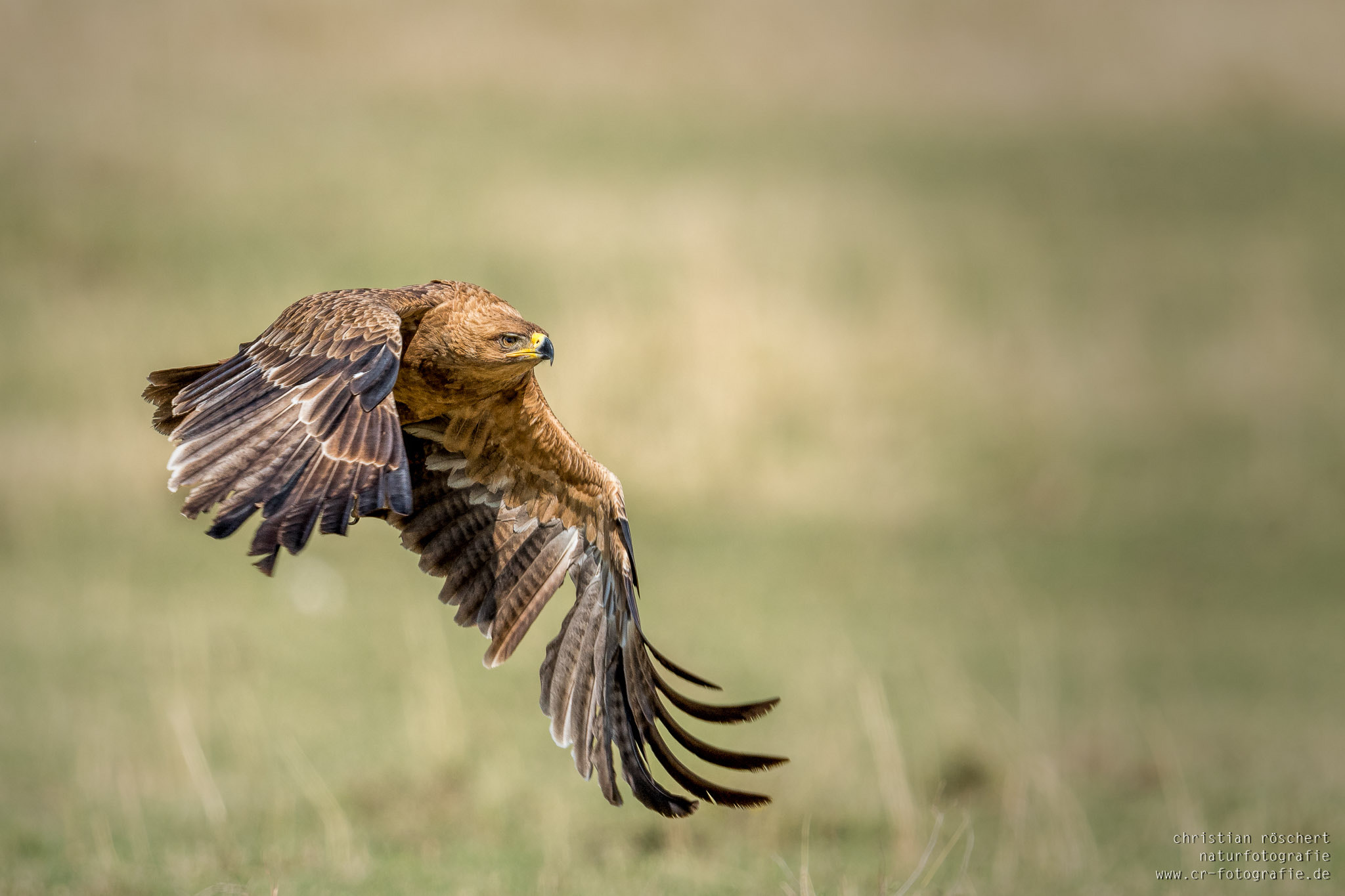 Nikon D500 + Nikon AF-S Nikkor 600mm F4G ED VR sample photo. Tawny eagle flying photography