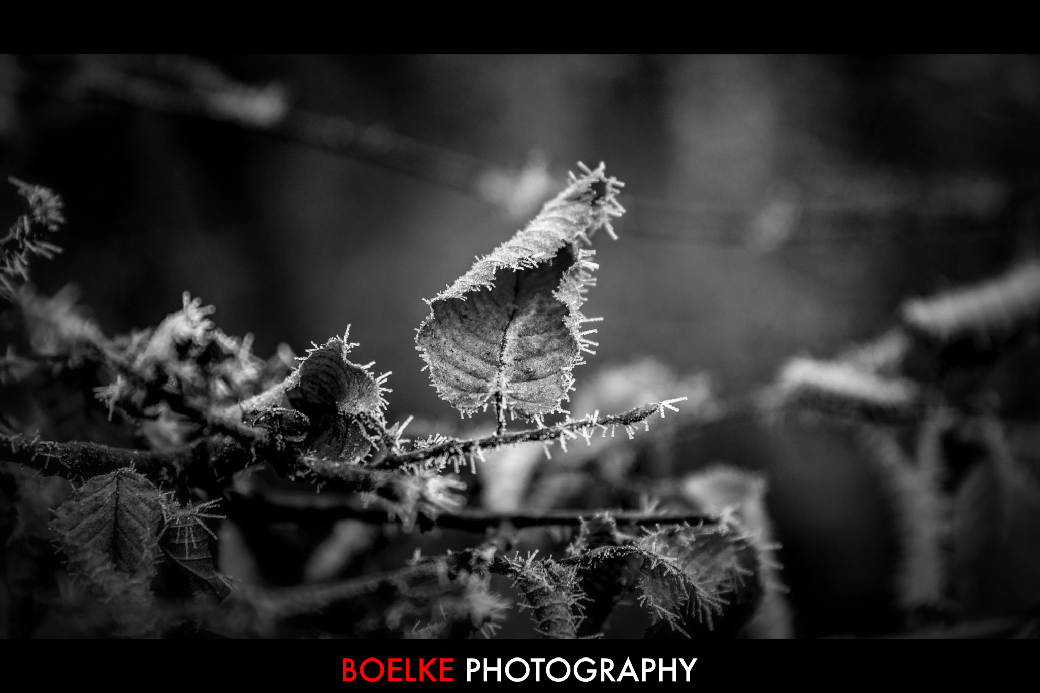 Canon EOS-1Ds Mark III + Sigma 24-105mm f/4 DG OS HSM | A sample photo. Fresh ice photography