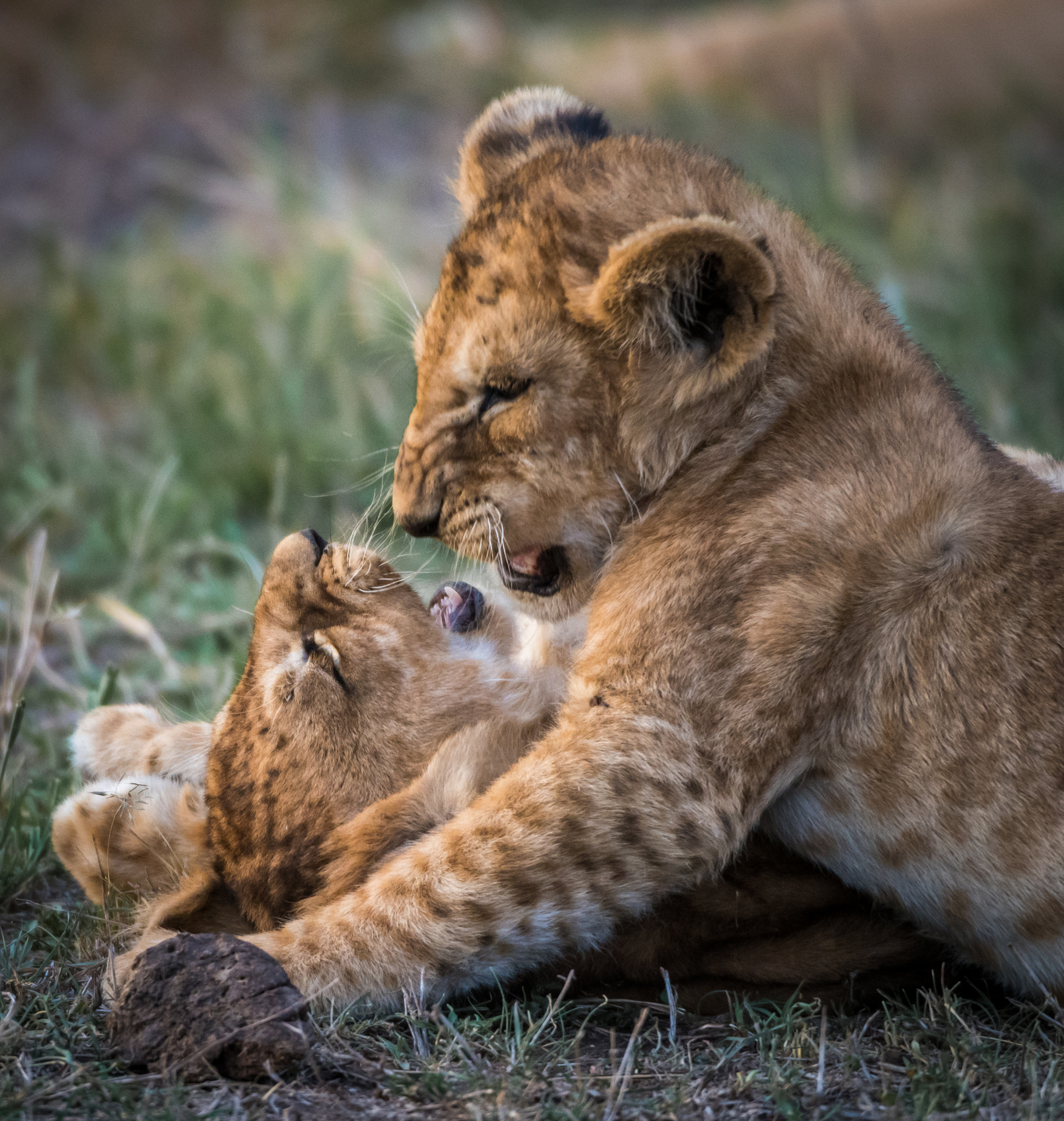 Nikon D810 sample photo. Cubs at play photography