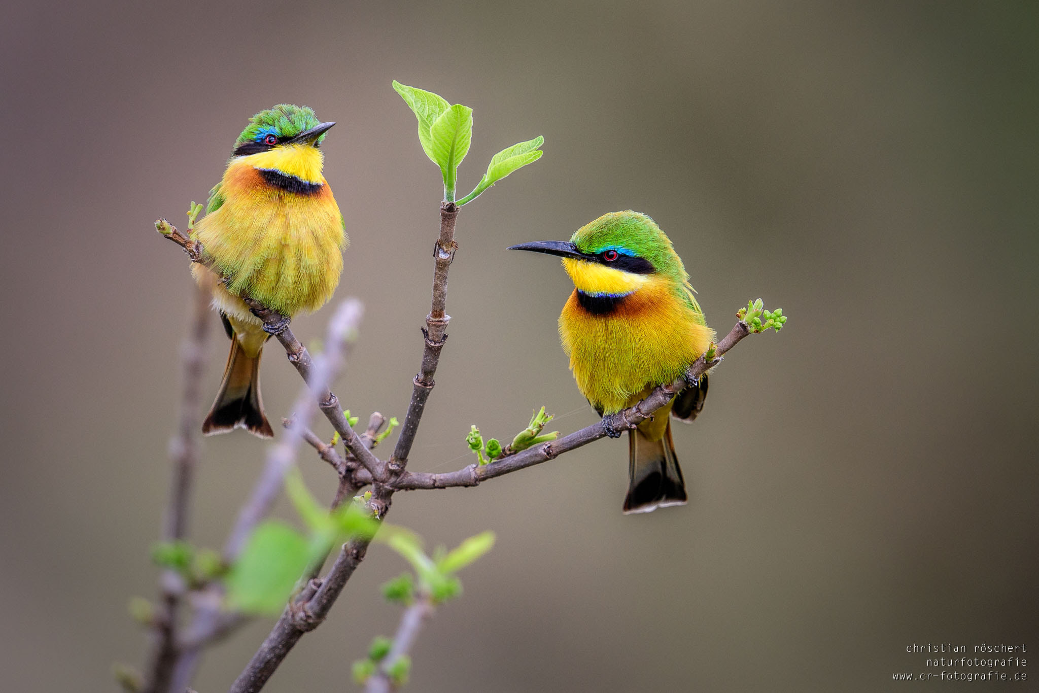 Nikon D500 sample photo. Pair of little bee-eaters photography
