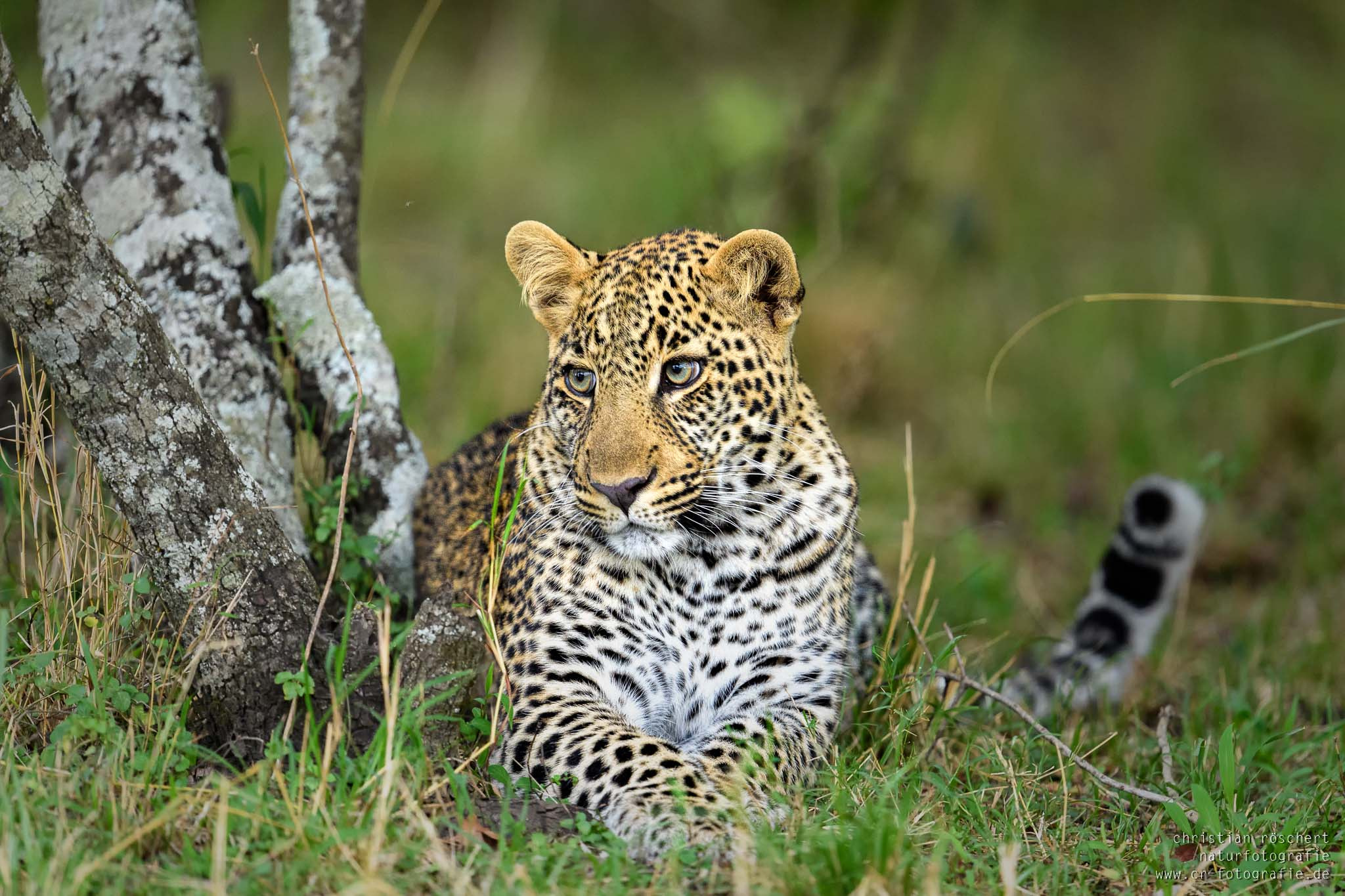 Nikon D5 sample photo. Leopard waiting photography
