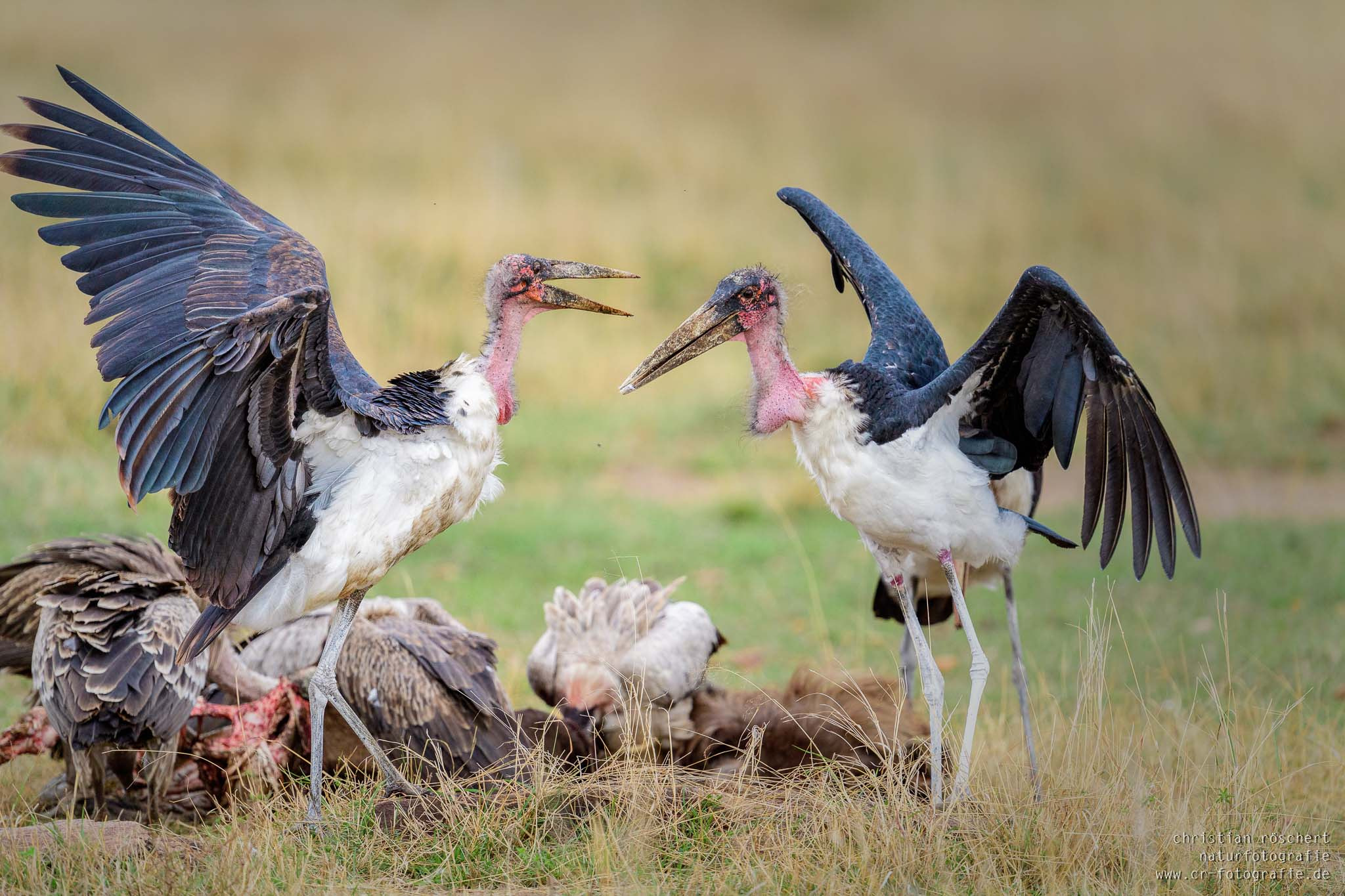 Nikon D5 + Nikon AF-S Nikkor 600mm F4G ED VR sample photo. Marabous fighting at the kill photography