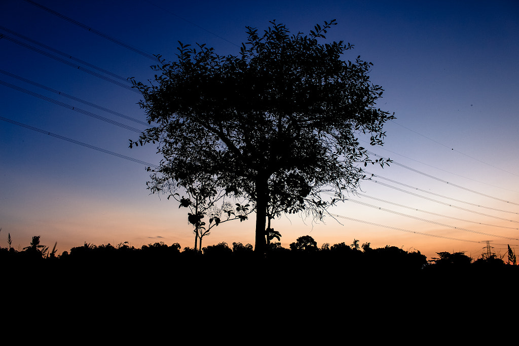 Old tree by Muhammad Husni Aziz on 500px.com