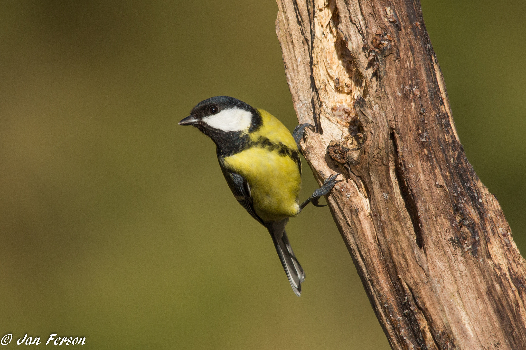 Sigma 150-500mm F5-6.3 DG OS HSM sample photo. Great tit photography