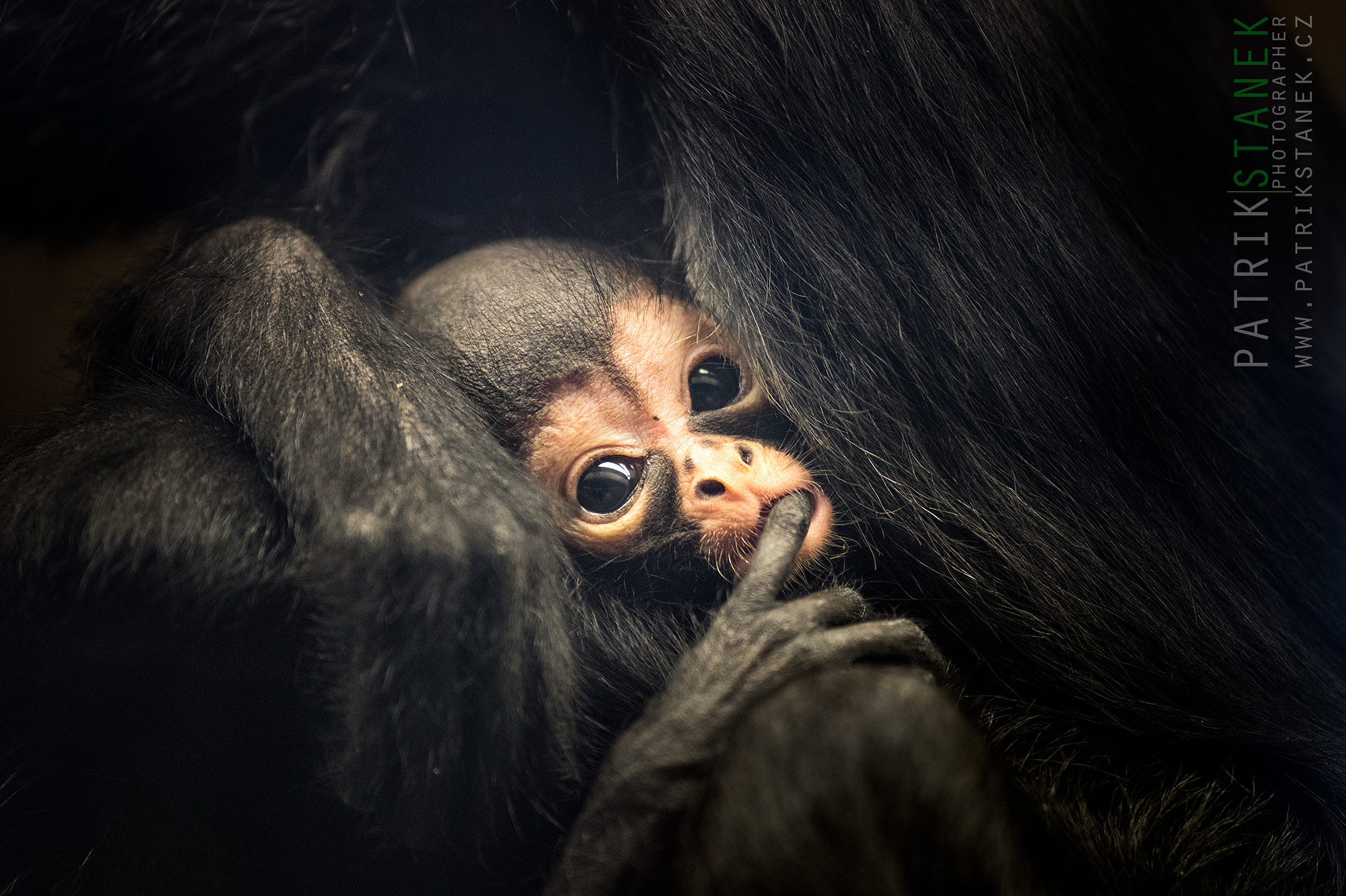 Nikon D810 + Nikon AF-S Nikkor 300mm F2.8G ED VR II sample photo. Geoffroy's spider monkey baby photography