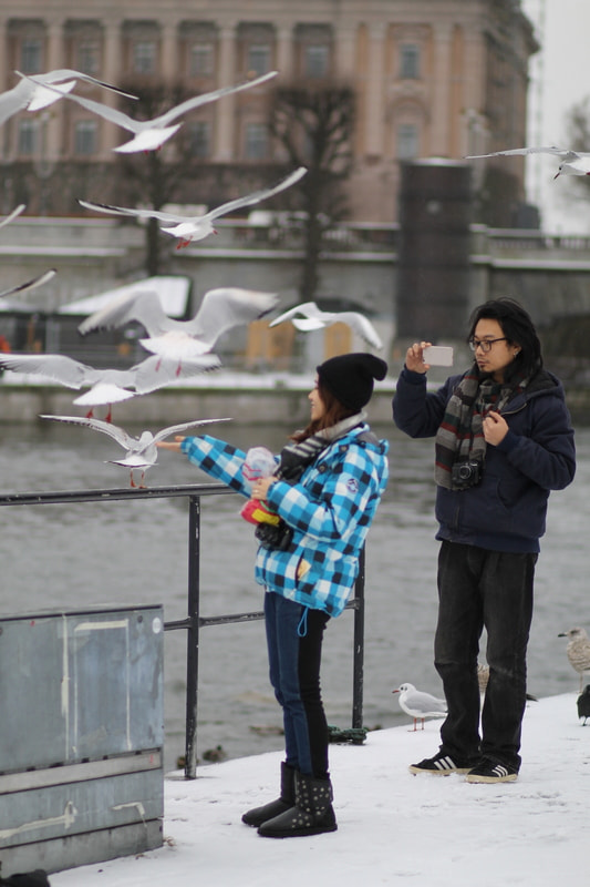 Canon EOS 1100D (EOS Rebel T3 / EOS Kiss X50) + Canon EF 85mm F1.8 USM sample photo. Birds 3, stockholm photography