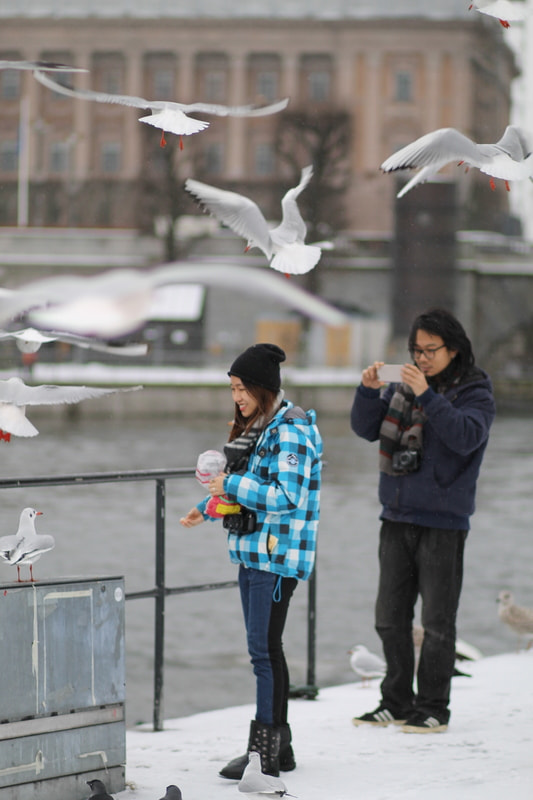 Canon EOS 1100D (EOS Rebel T3 / EOS Kiss X50) + Canon EF 85mm F1.8 USM sample photo. Birds 2, stockholm photography