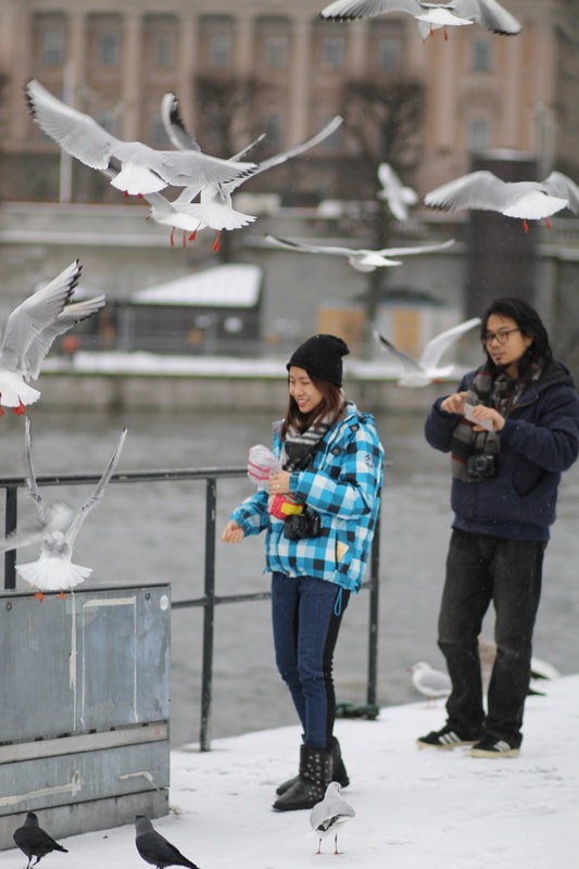 Canon EOS 1100D (EOS Rebel T3 / EOS Kiss X50) + Canon EF 85mm F1.8 USM sample photo. Birds 1, stockholm photography