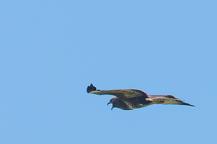 Canon EF 300mm F4L IS USM sample photo. Bussard photography