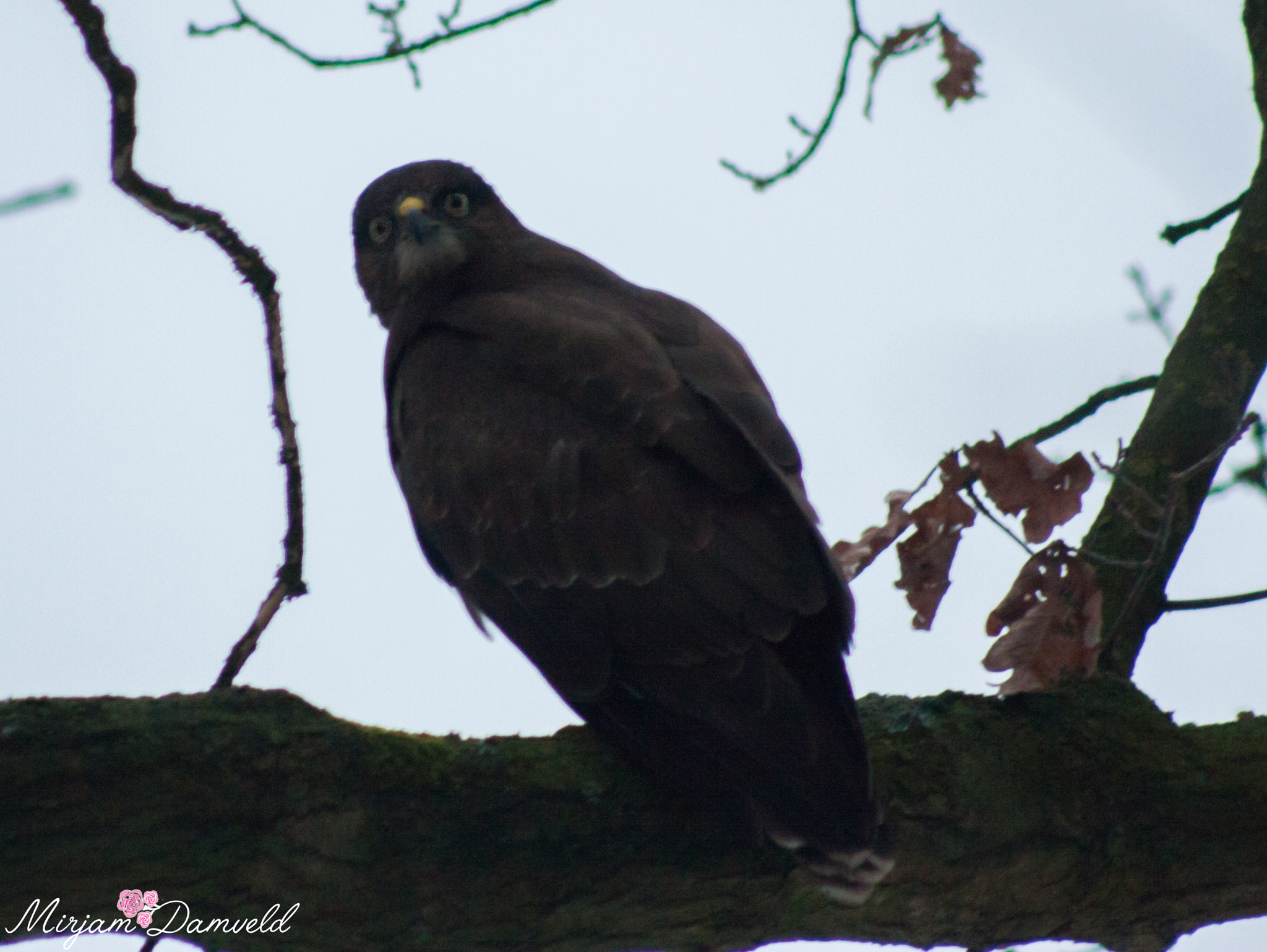Canon EF 75-300mm f/4-5.6 USM sample photo. What do you want from me ? photography