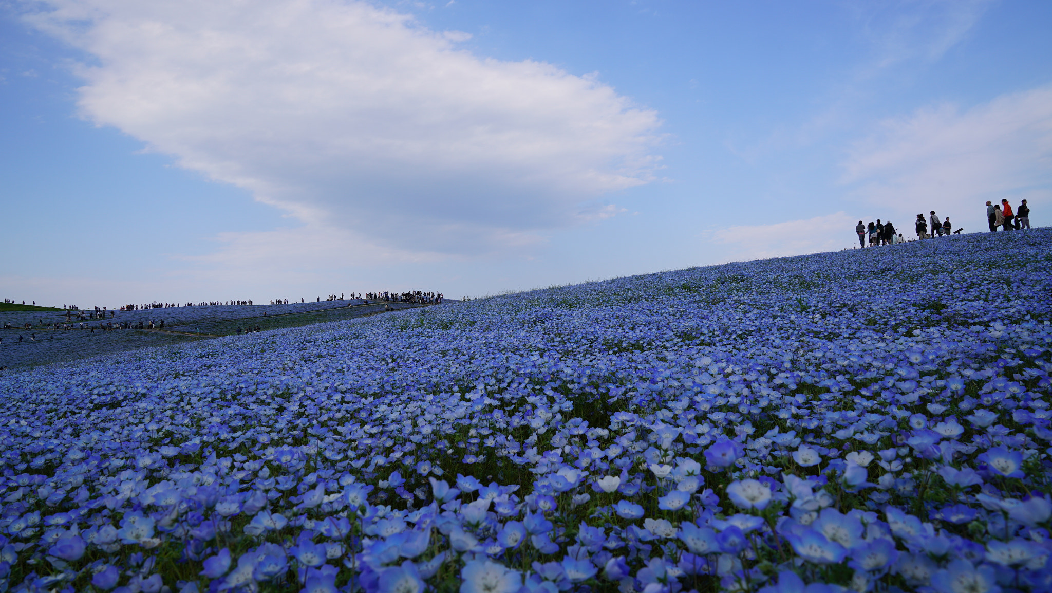 Sony FE 24-70mm F2.8 GM sample photo. Nemophila-hitachi kaihin park photography